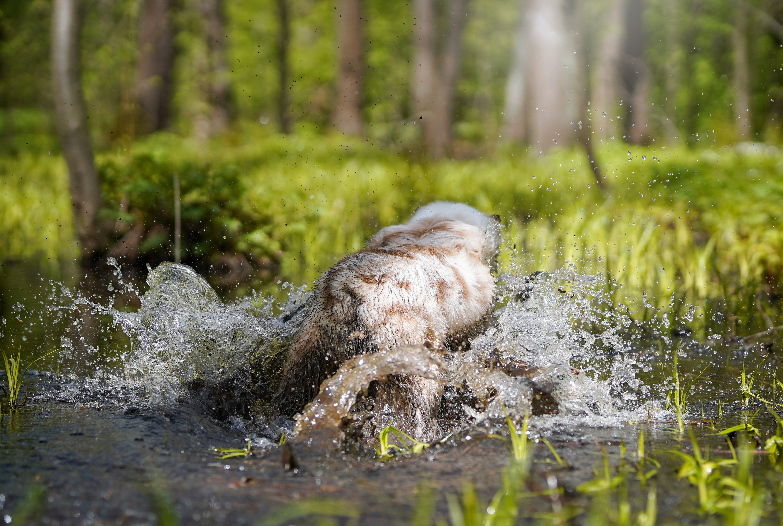 Рокки и Гермиона. Фотограф-анималист в Санкт-Петербурге Яна Мартынова