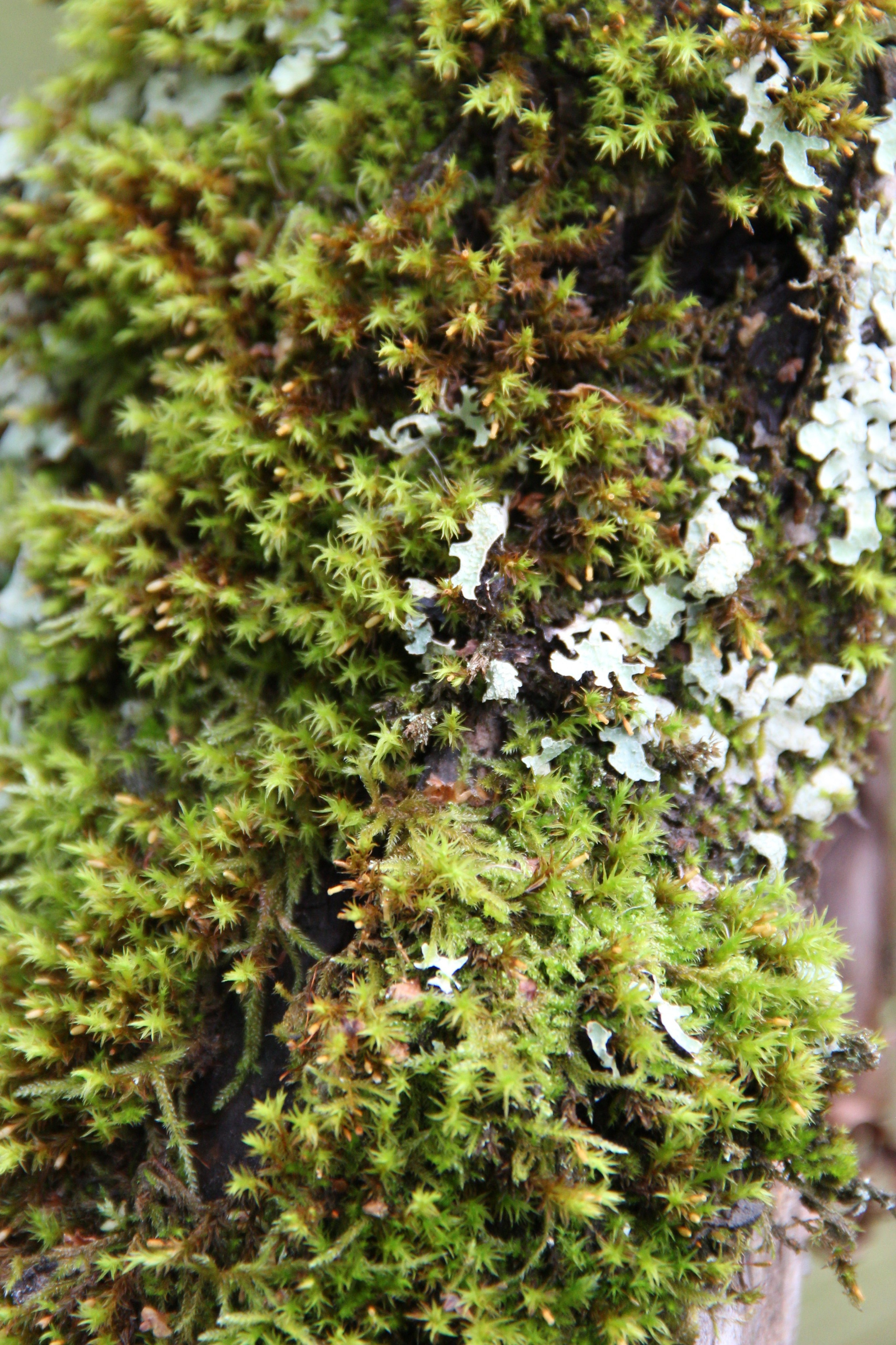 Природа. Растения. Фотограф в Санкт-Петербурге Александр Костюнин