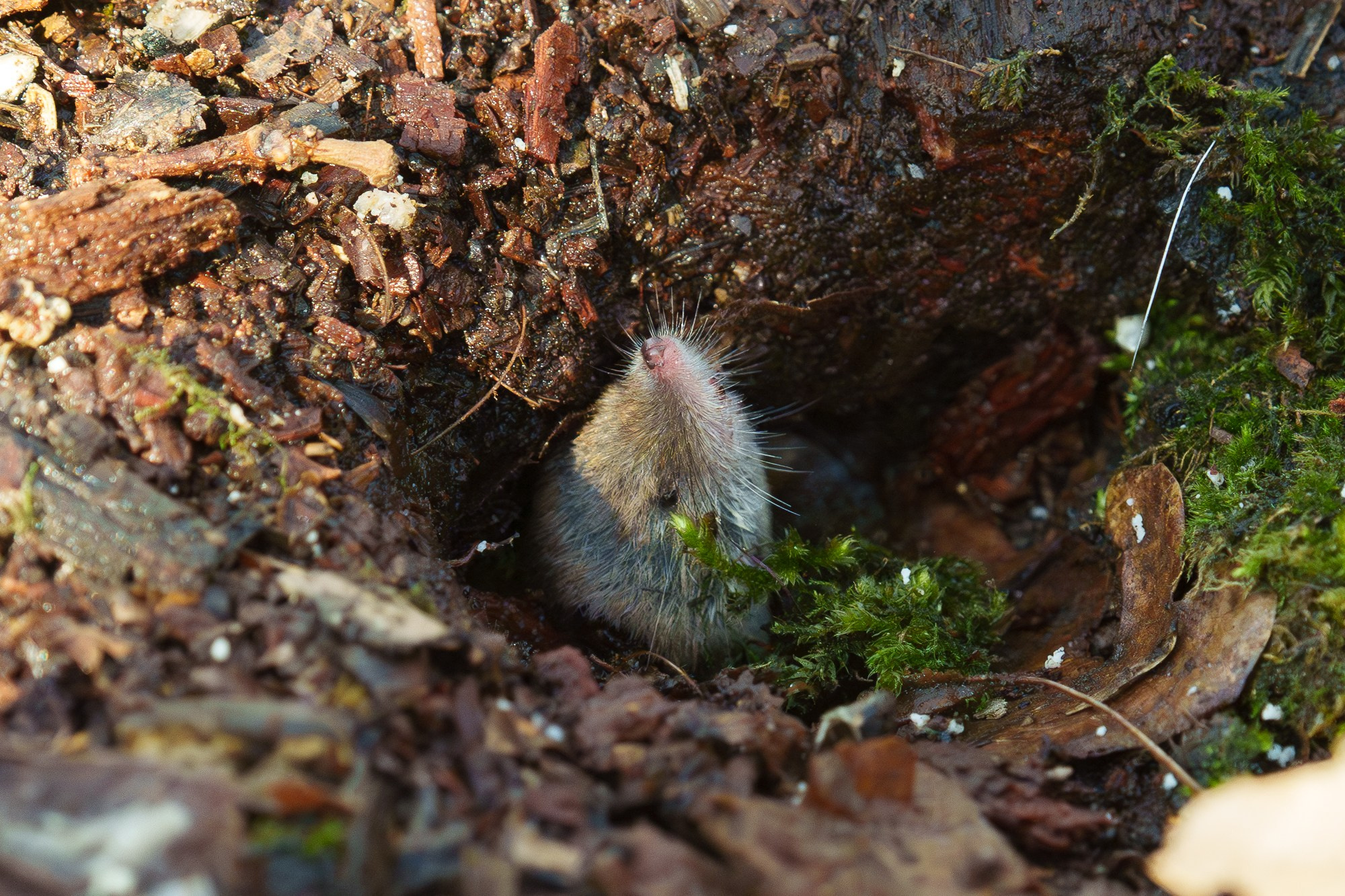 Животные. Ваш личный фотограф Марина Волкова