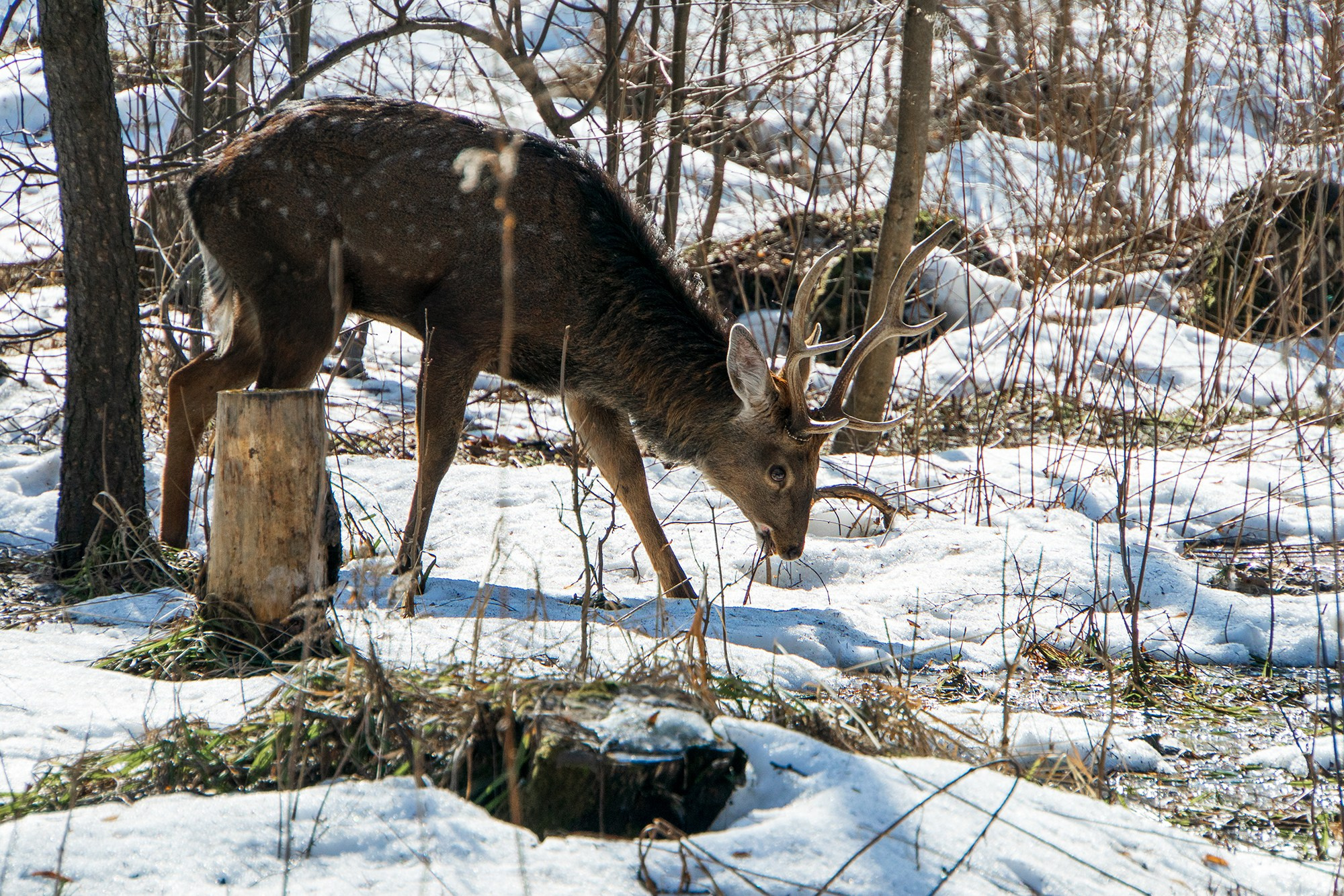Животные. Ваш личный фотограф Марина Волкова