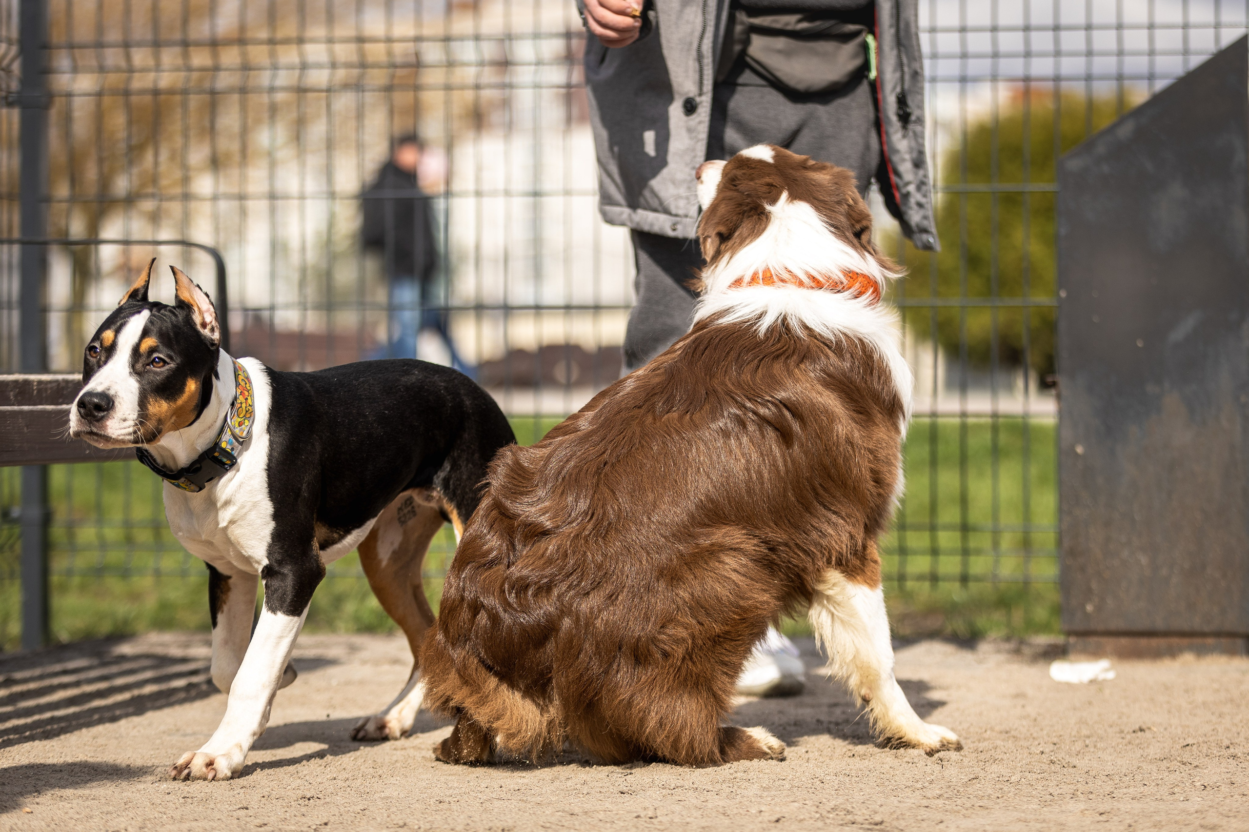 Догтуса 24.03.2024. Ирина Голомб|Фотограф-анималист в  Сочи и Калининграде