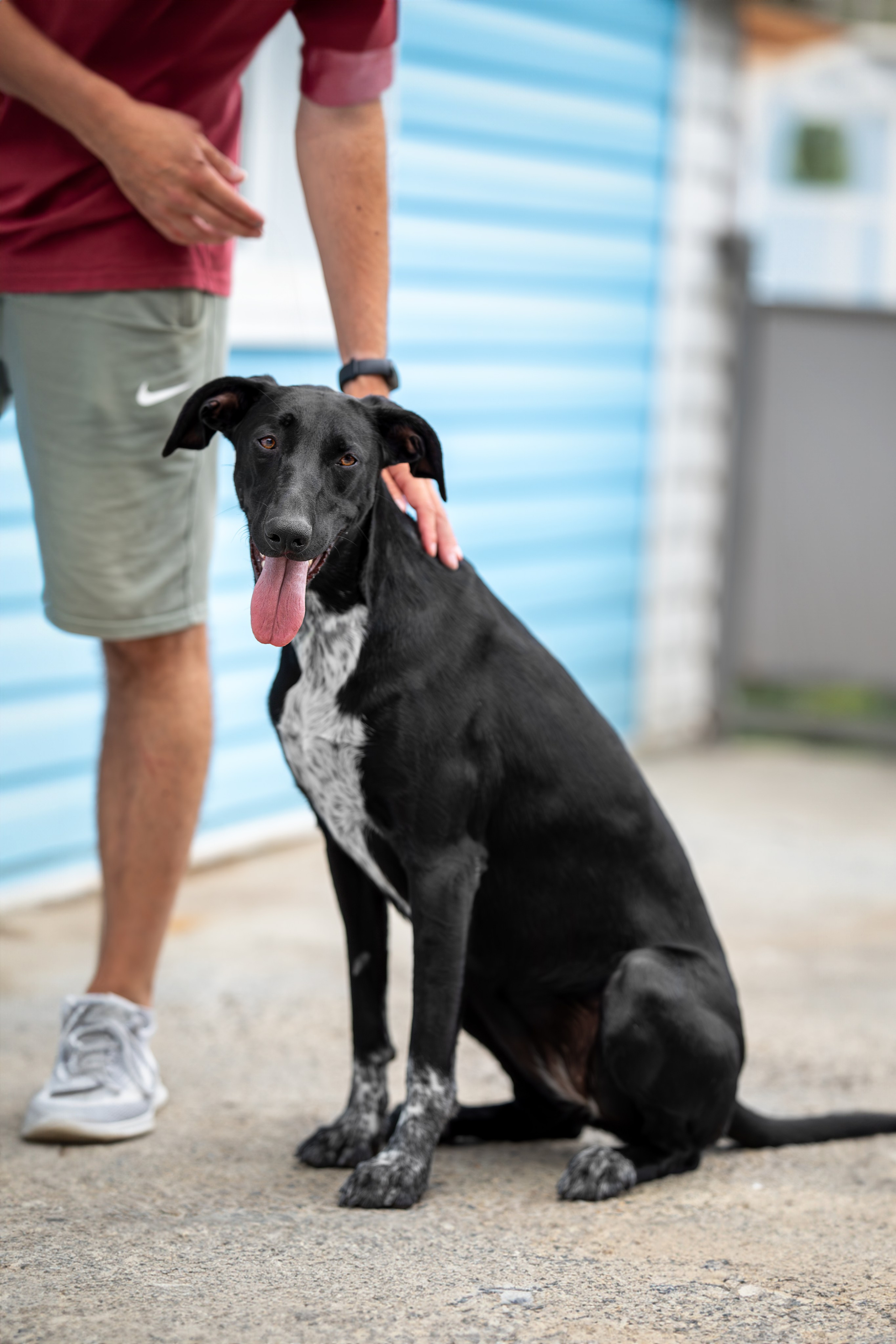 Мини-приют «Возрождение». Ирина Голомб|Фотограф-анималист в  Сочи и Калининграде