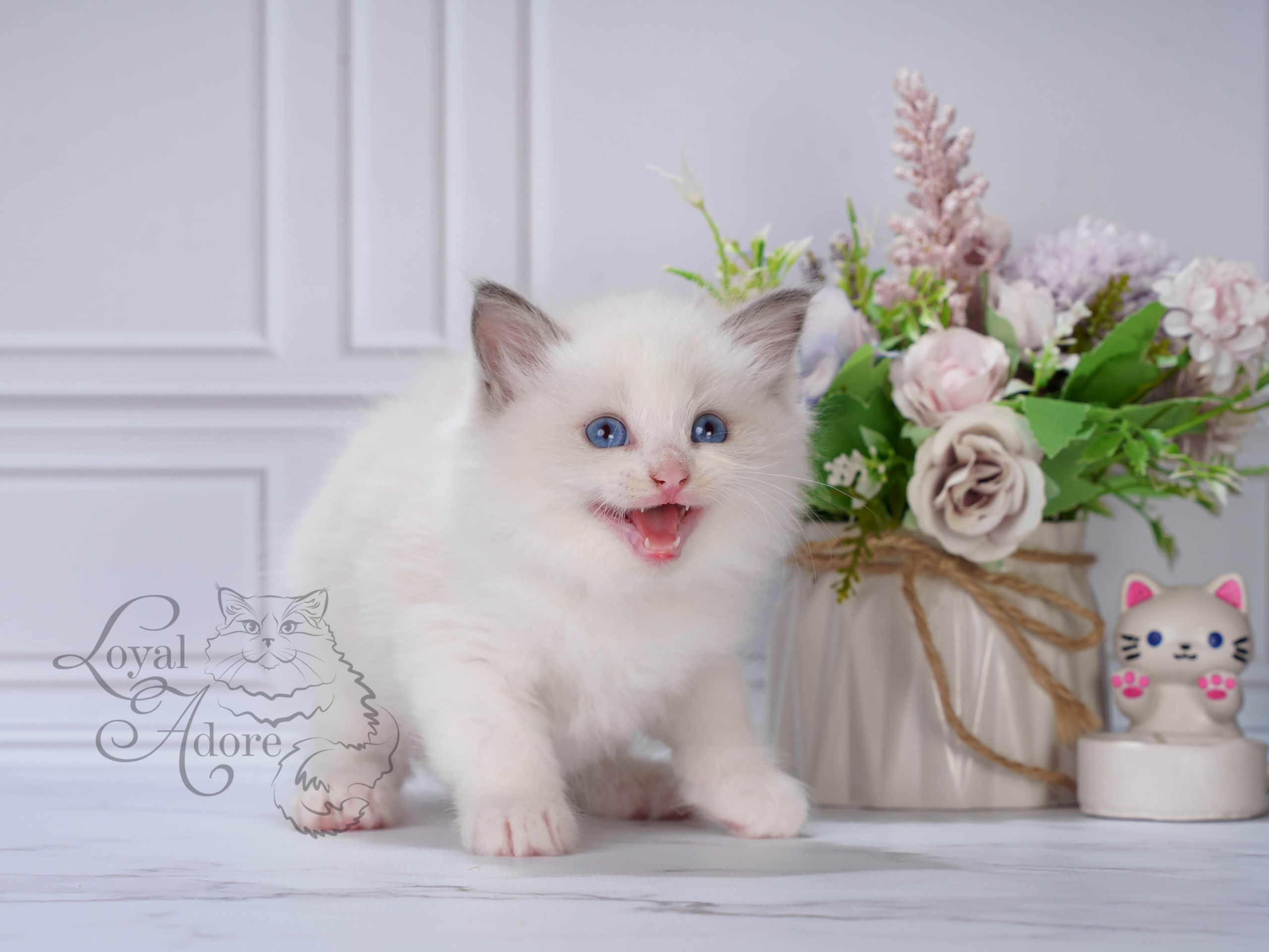 Котята рэгдолл от Loyal Adore. Питомник рэгдолл Loyal Adore