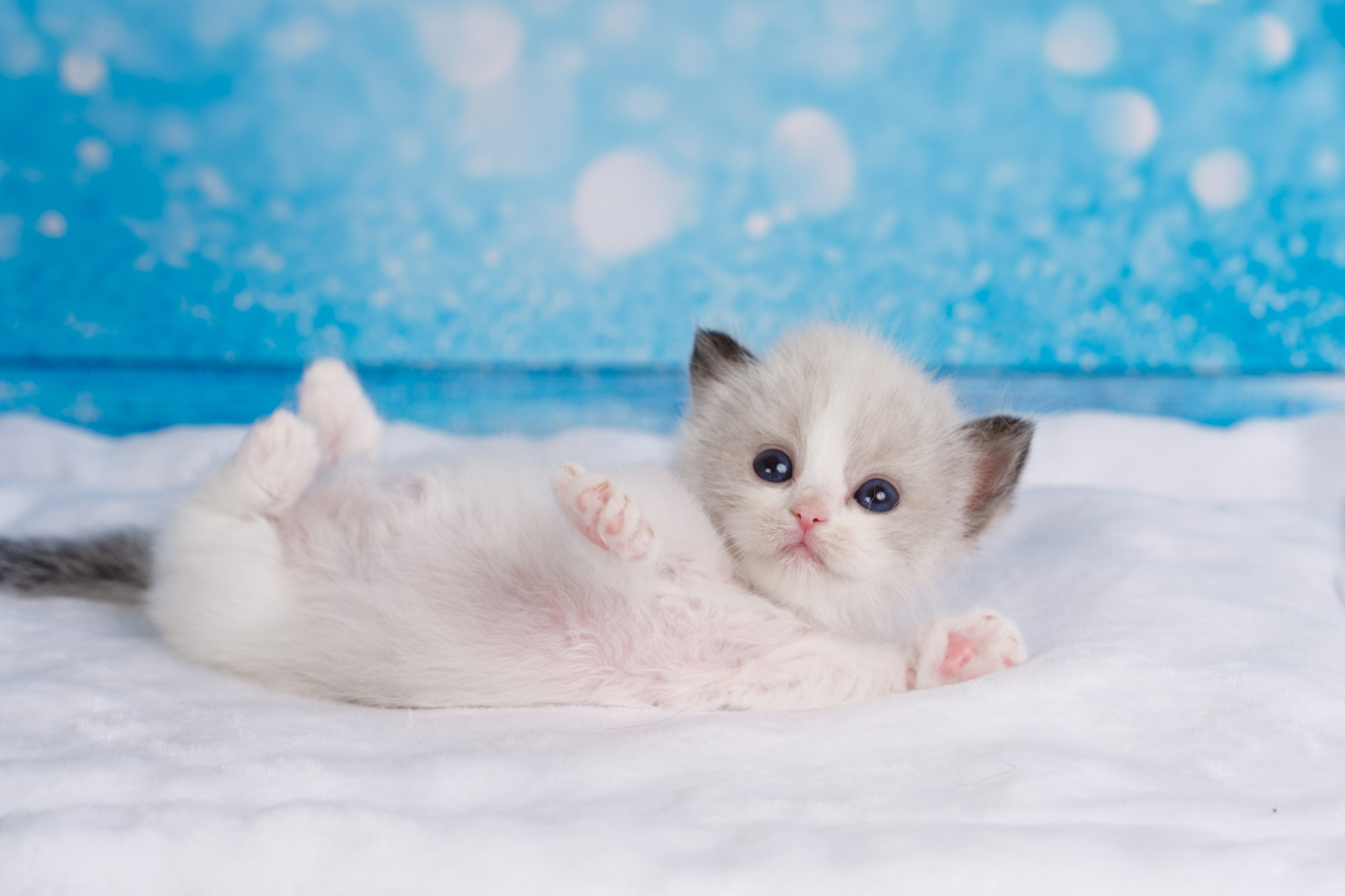 Котята рэгдолл от Loyal Adore. Питомник рэгдолл Loyal Adore