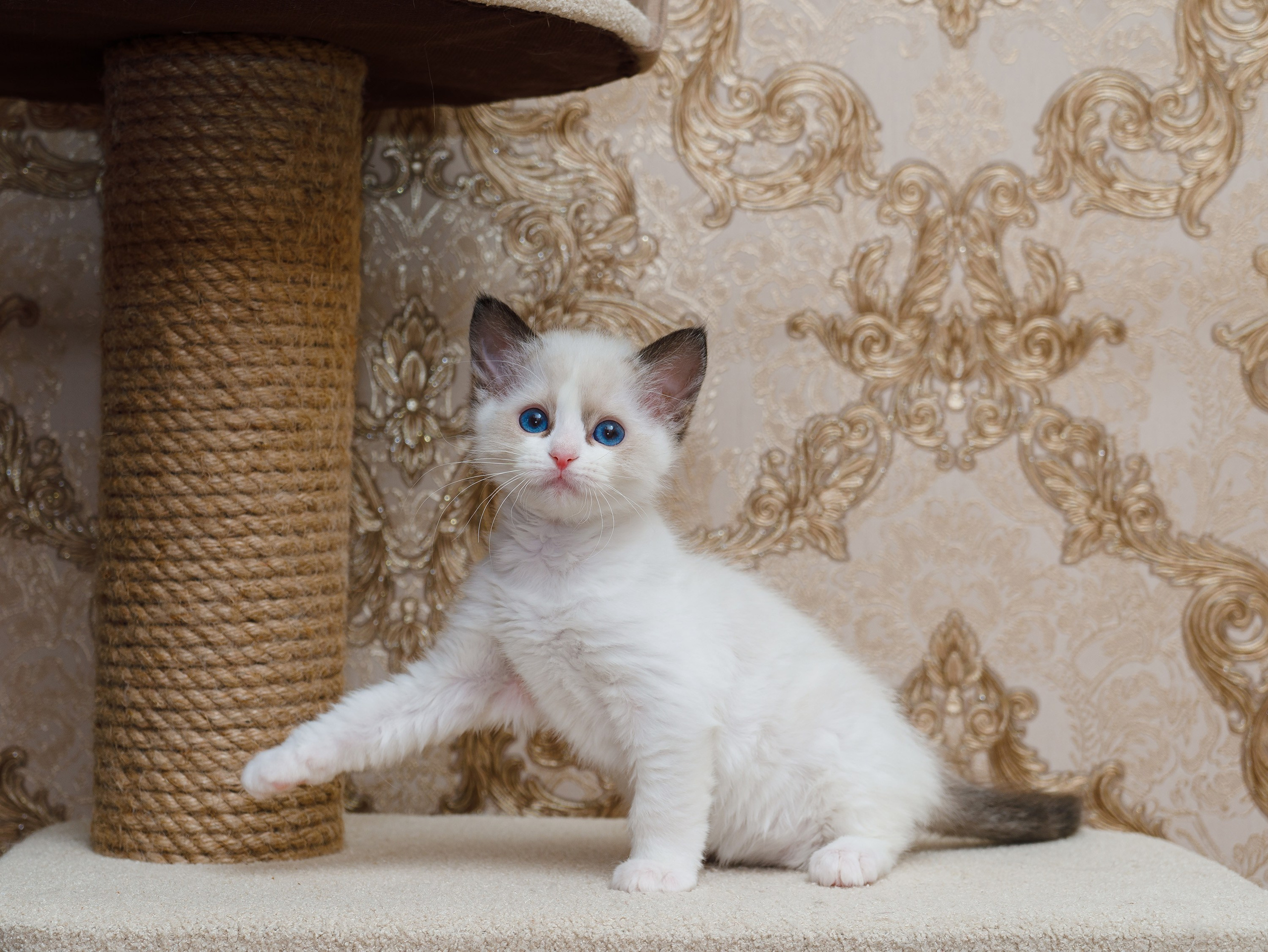 Котята рэгдолл от Loyal Adore. Питомник рэгдолл Loyal Adore