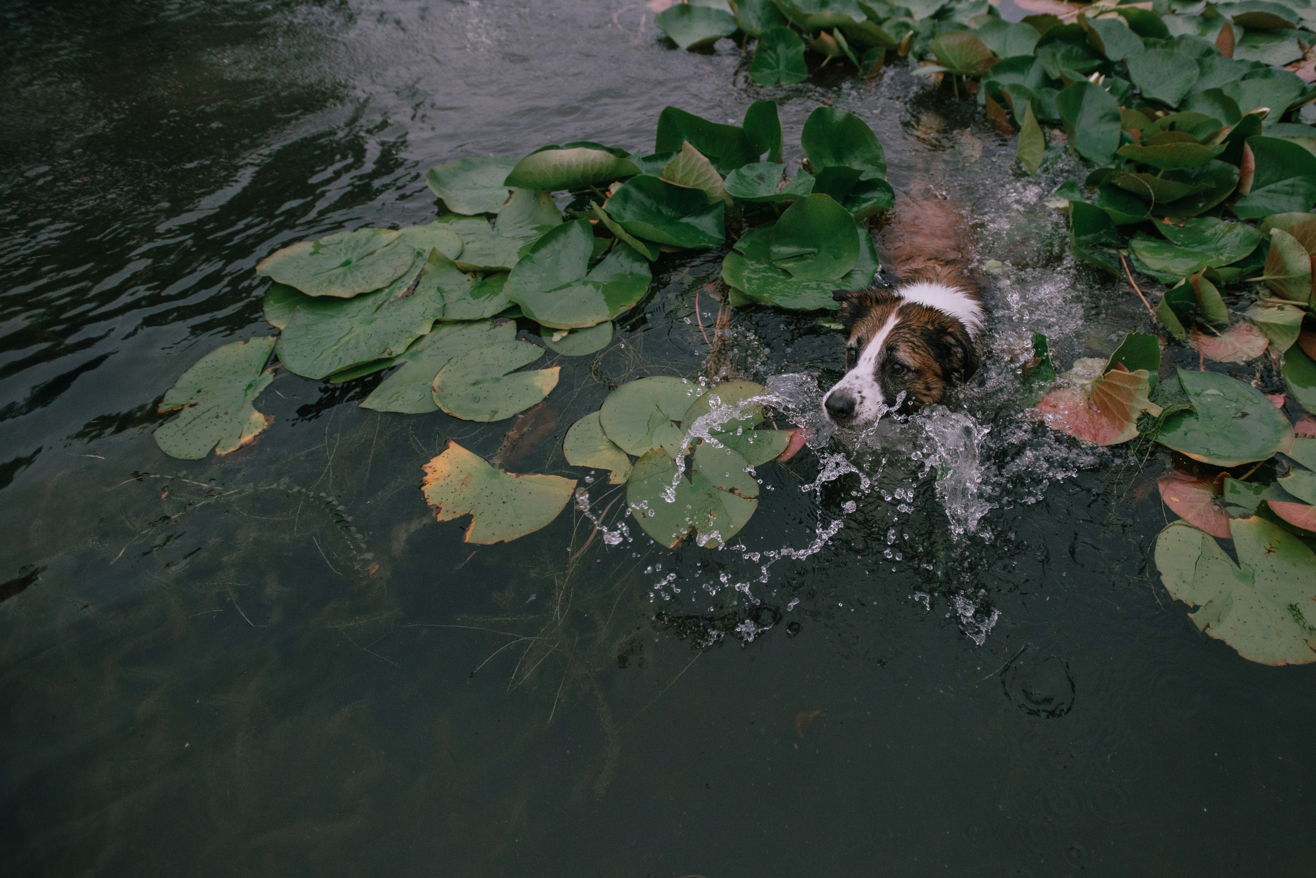 Таня и бордер колли Рэнджи. Фотограф Анна Тюрина