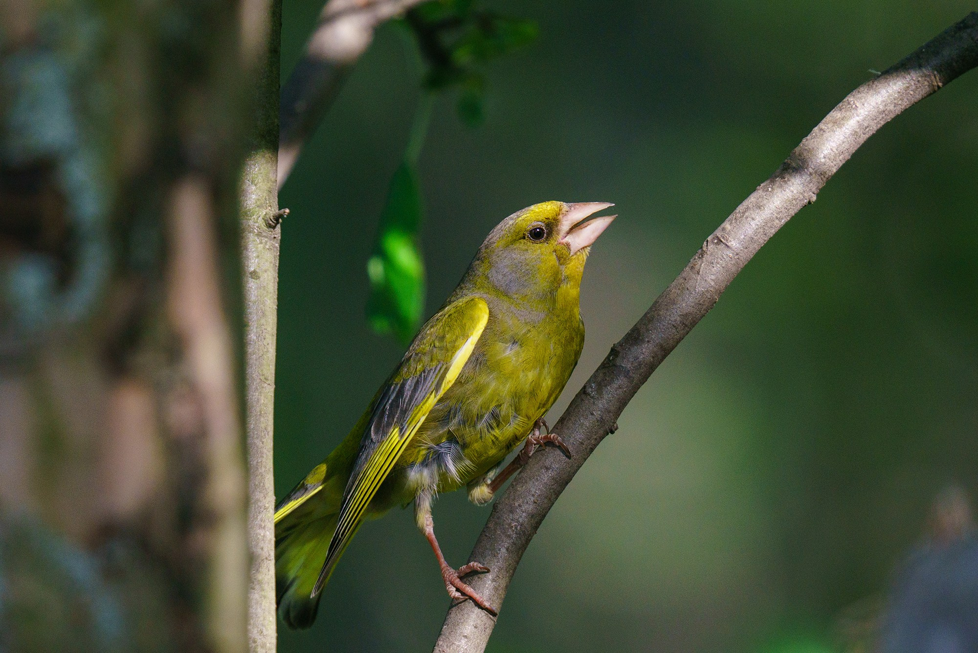 Удивительные мир птиц. Вокруг нас столько прекрасного — присмотритесь!. Ваш личный фотограф Марина Волкова