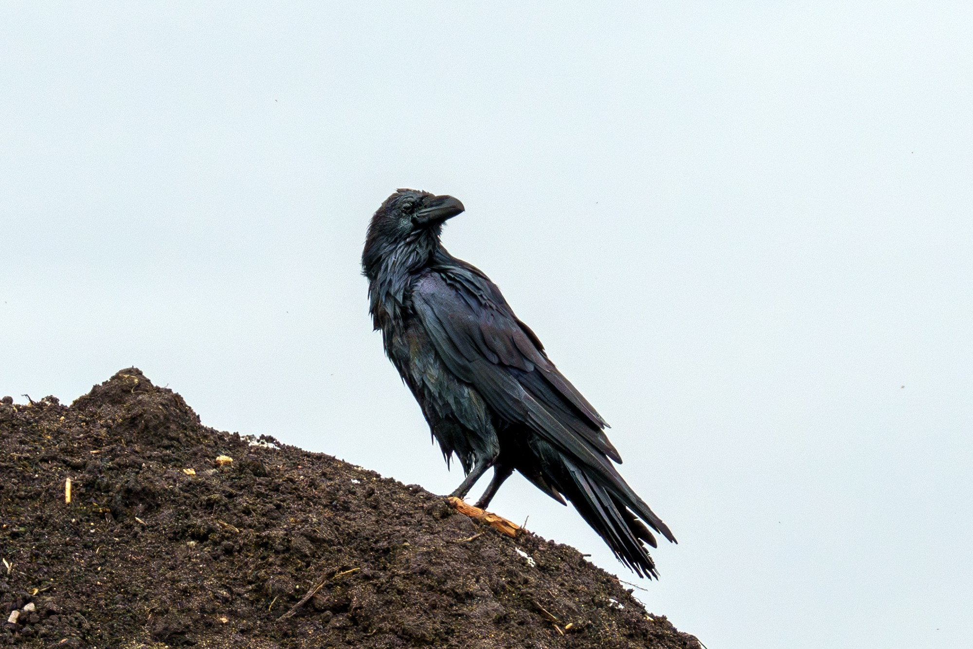 Удивительные мир птиц. Вокруг нас столько прекрасного — присмотритесь!. Ваш личный фотограф Марина Волкова