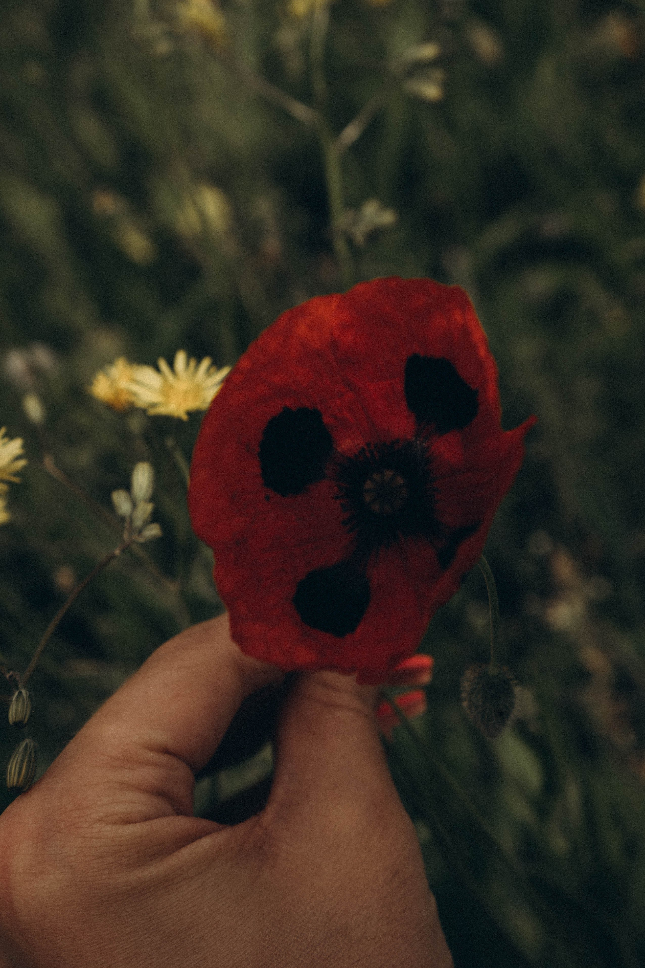 Кавказ. Профессиональный фотограф, Санкт-Петербург — Виктория Богомолова