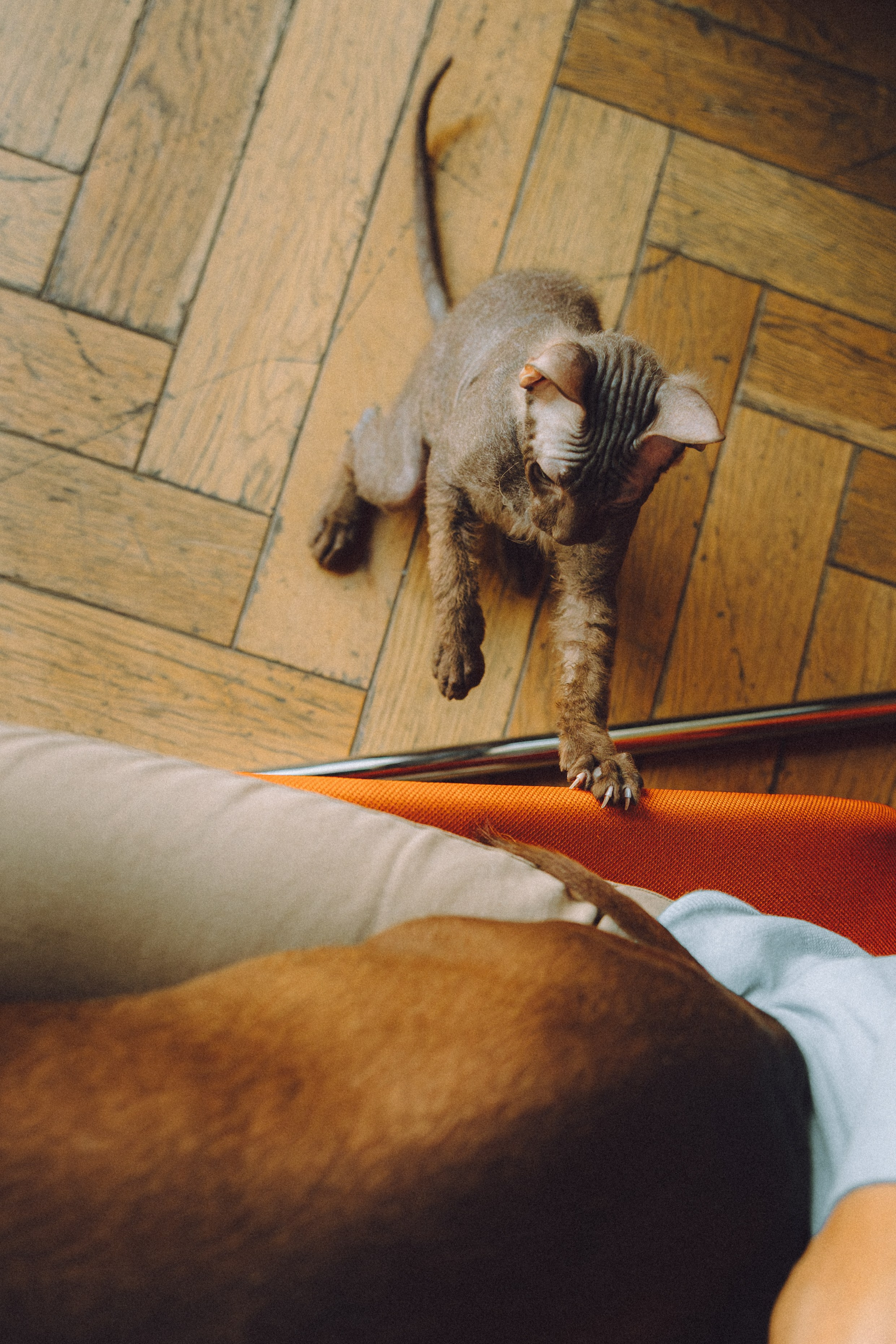 Кокос, Света, Динара и Вилли