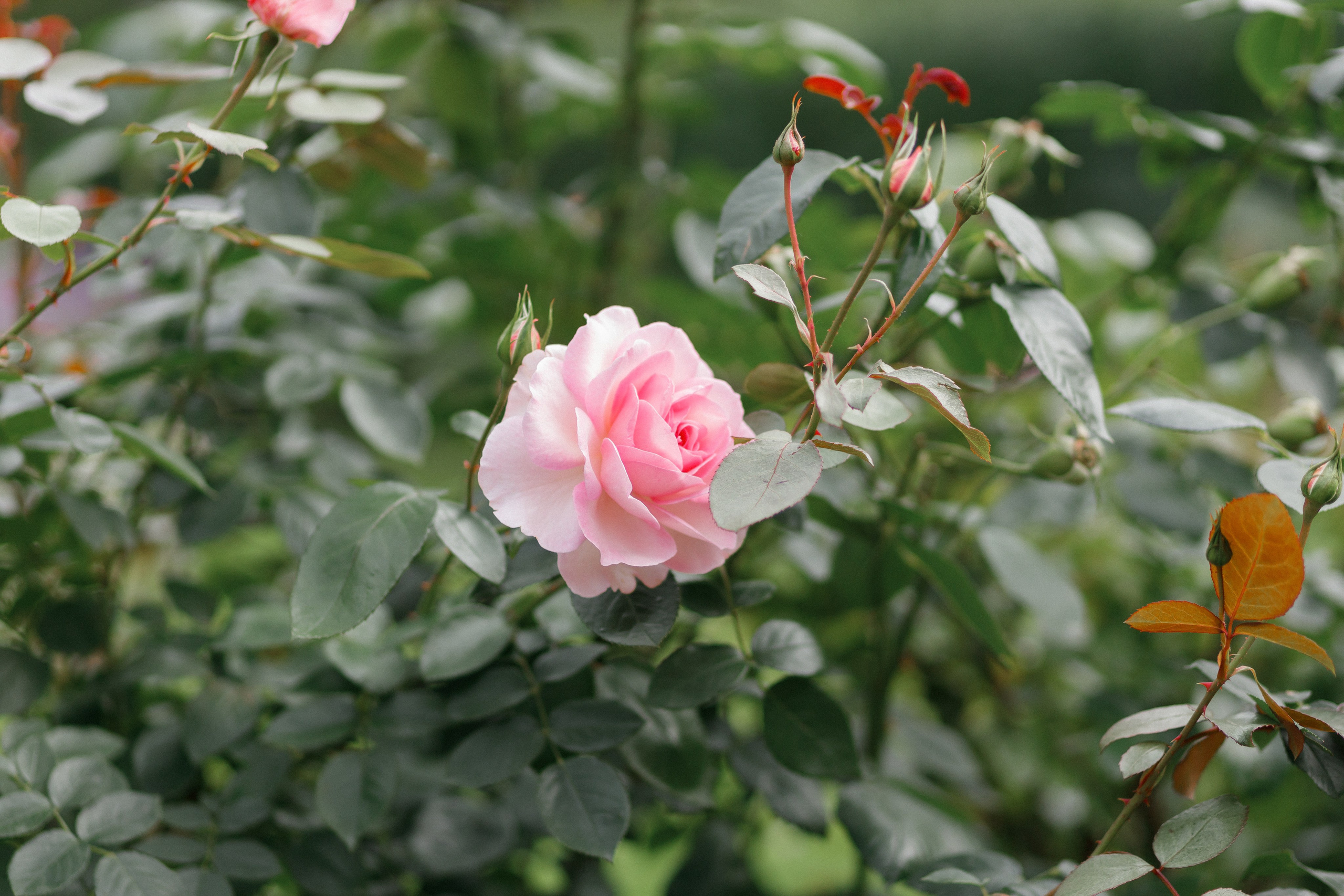 Виктор и Светлана. Свадебный и репортажный фотограф в Санкт-Петербурге Николай Голованов