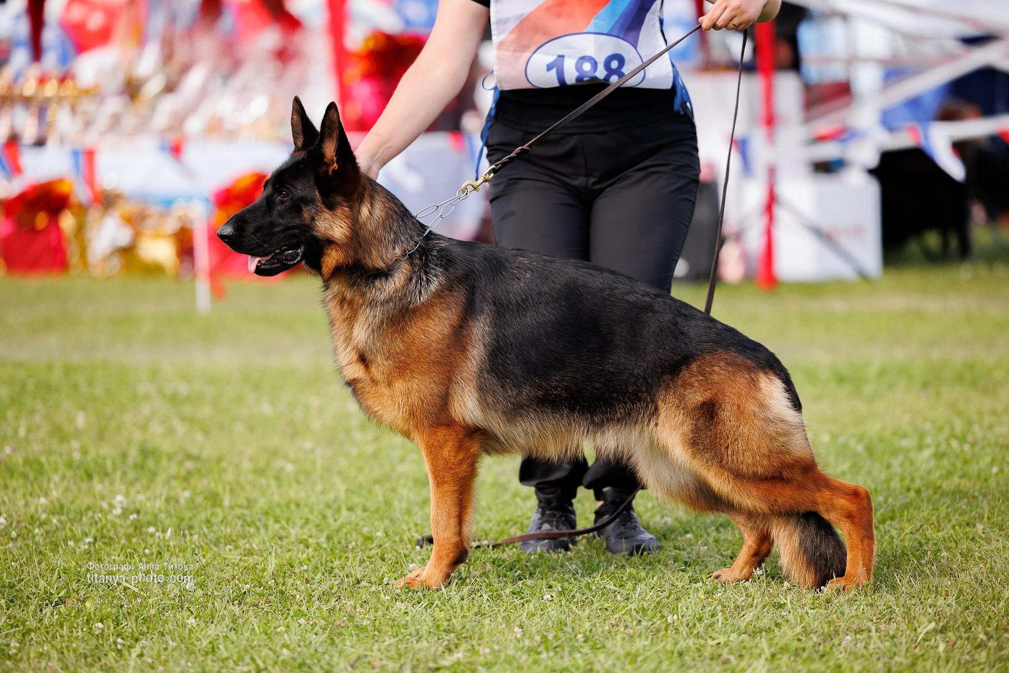 Немецкие овчарки: фото из рингов и вне ринга, мутпроба (фотографии с выставок). Фотограф собак, фотограф-анималист Аня Титова (Titanya). Москва
