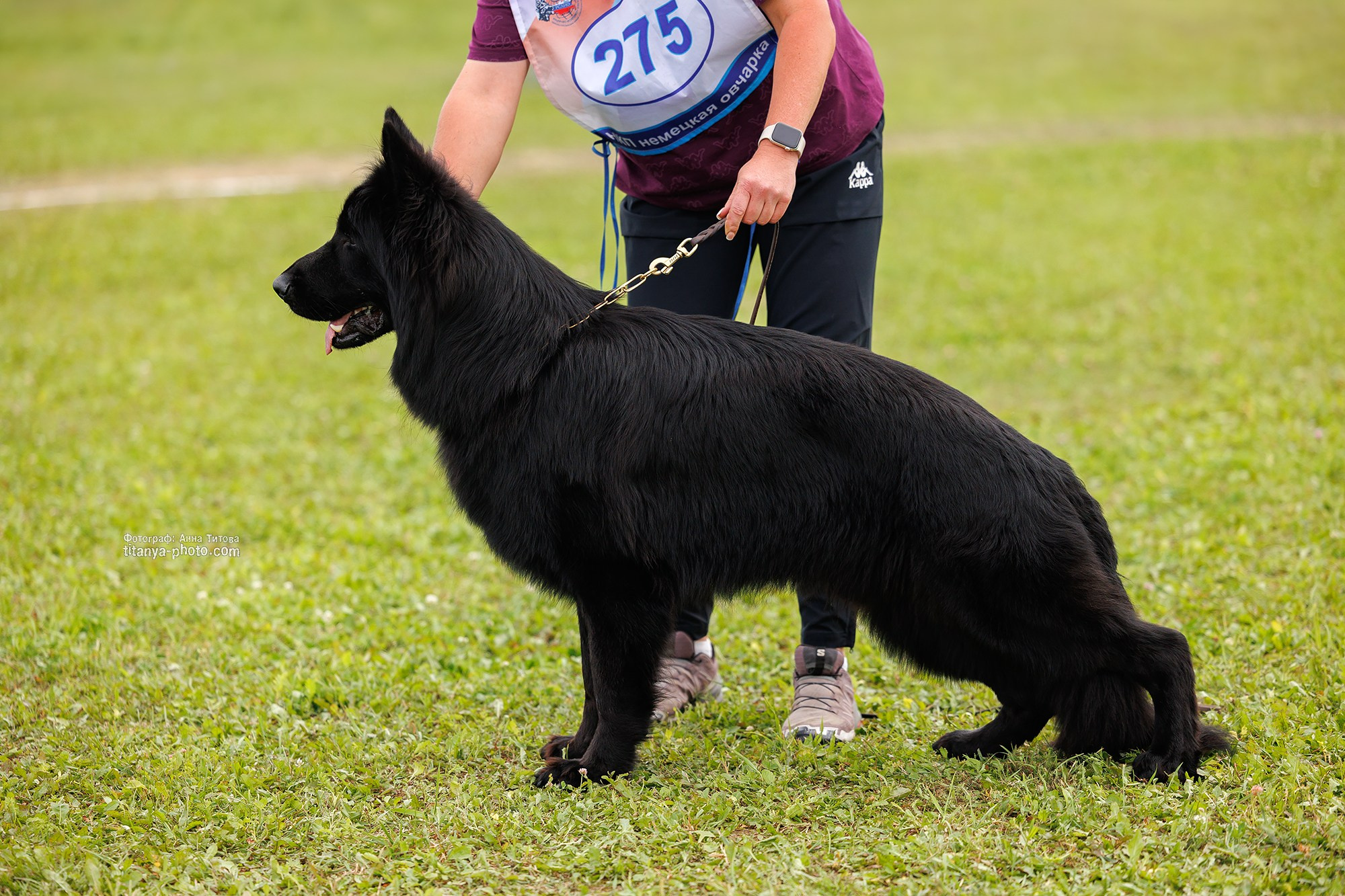 Немецкие овчарки: фото из рингов и вне ринга, мутпроба (фотографии с выставок). Фотограф собак, фотограф-анималист Аня Титова (Titanya). Москва