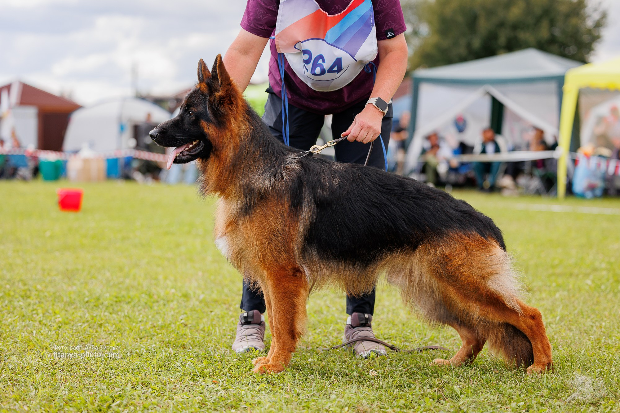 Немецкие овчарки: фото из рингов и вне ринга, мутпроба (фотографии с выставок). Фотограф собак, фотограф-анималист Аня Титова (Titanya). Москва