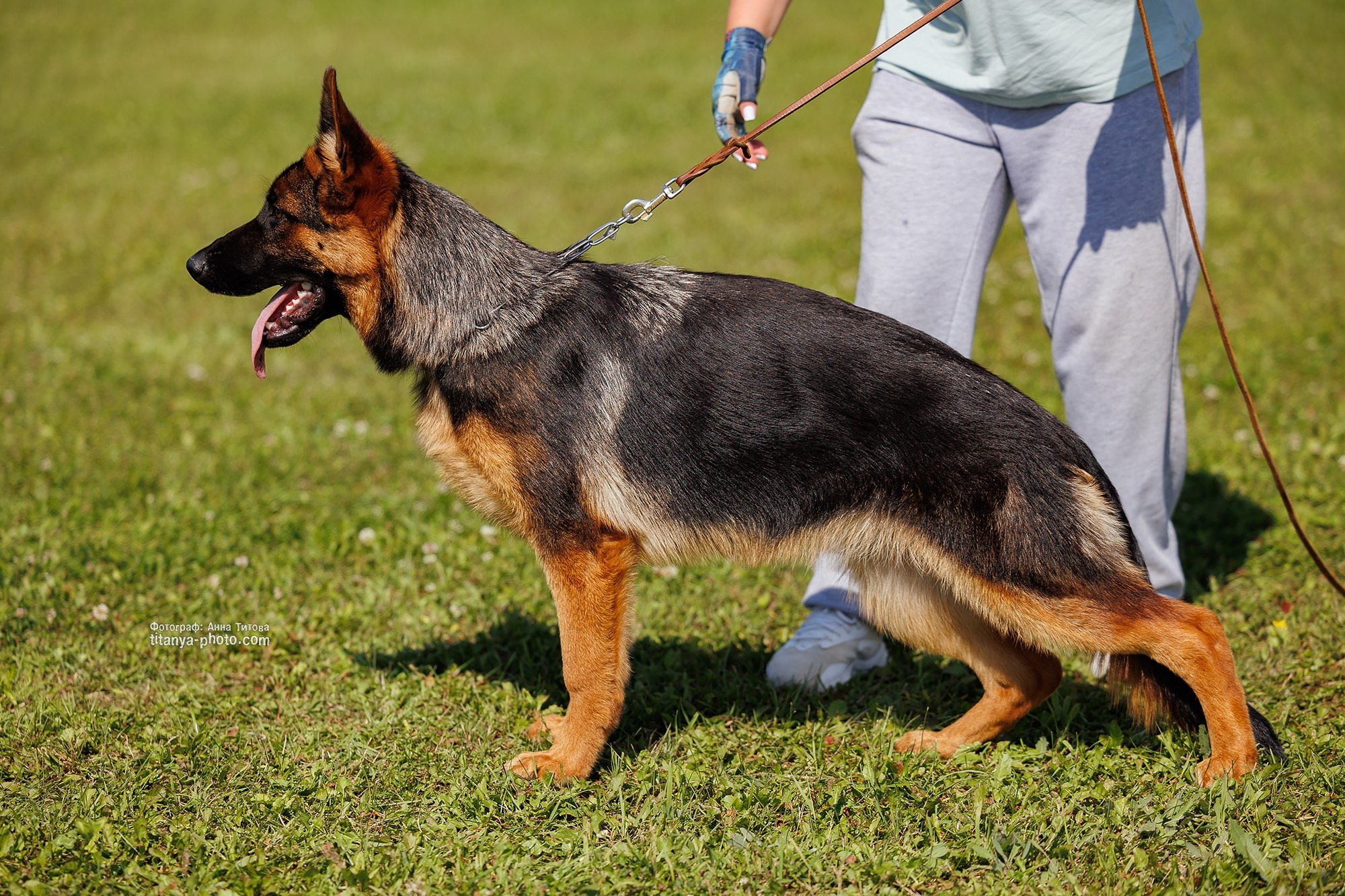 Немецкие овчарки: фото из рингов и вне ринга, мутпроба (фотографии с выставок). Фотограф собак, фотограф-анималист Аня Титова (Titanya). Москва