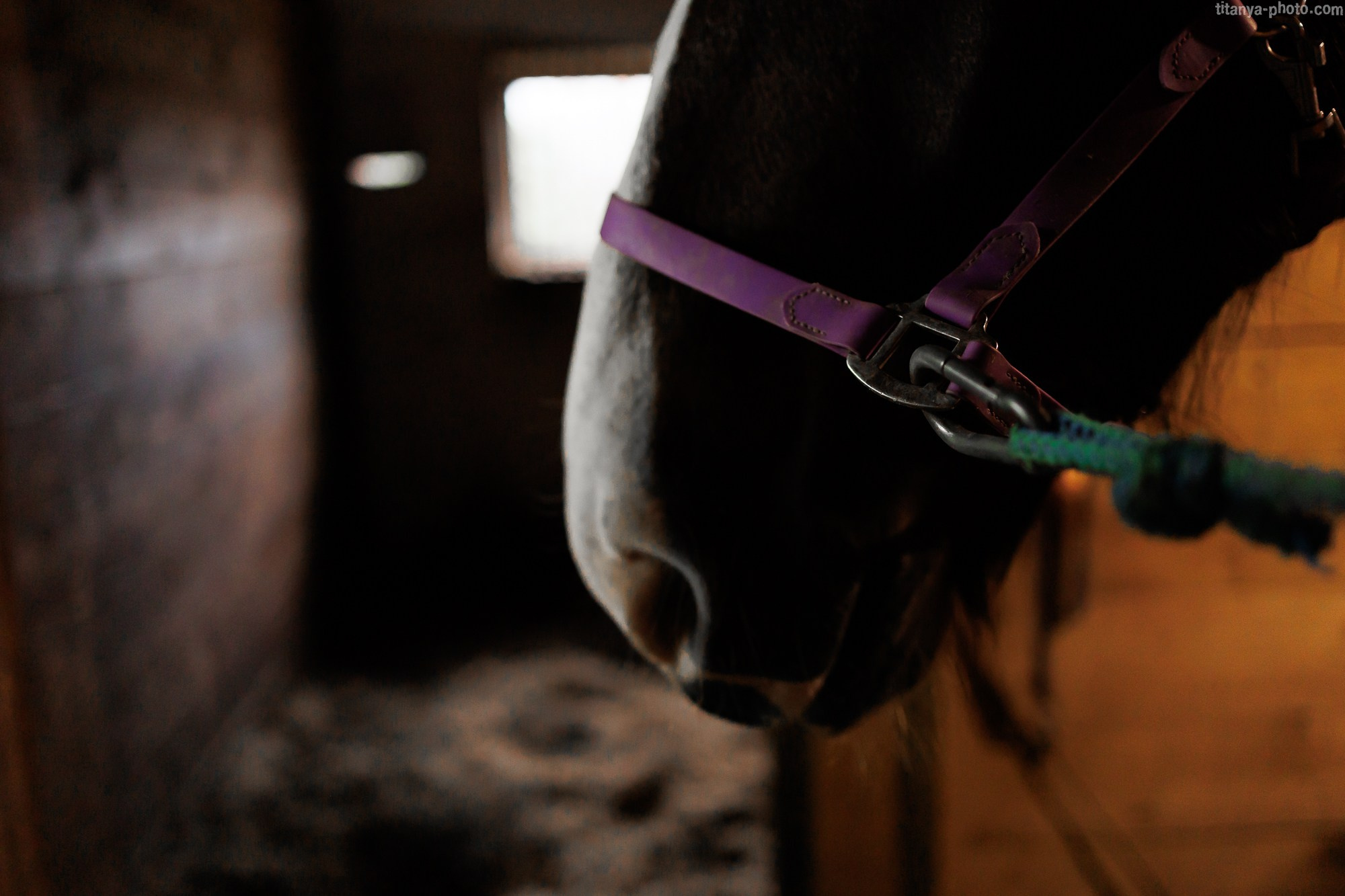 Анастасия и Инжир. Фотограф собак, фотограф-анималист Аня Титова (Titanya). Москва