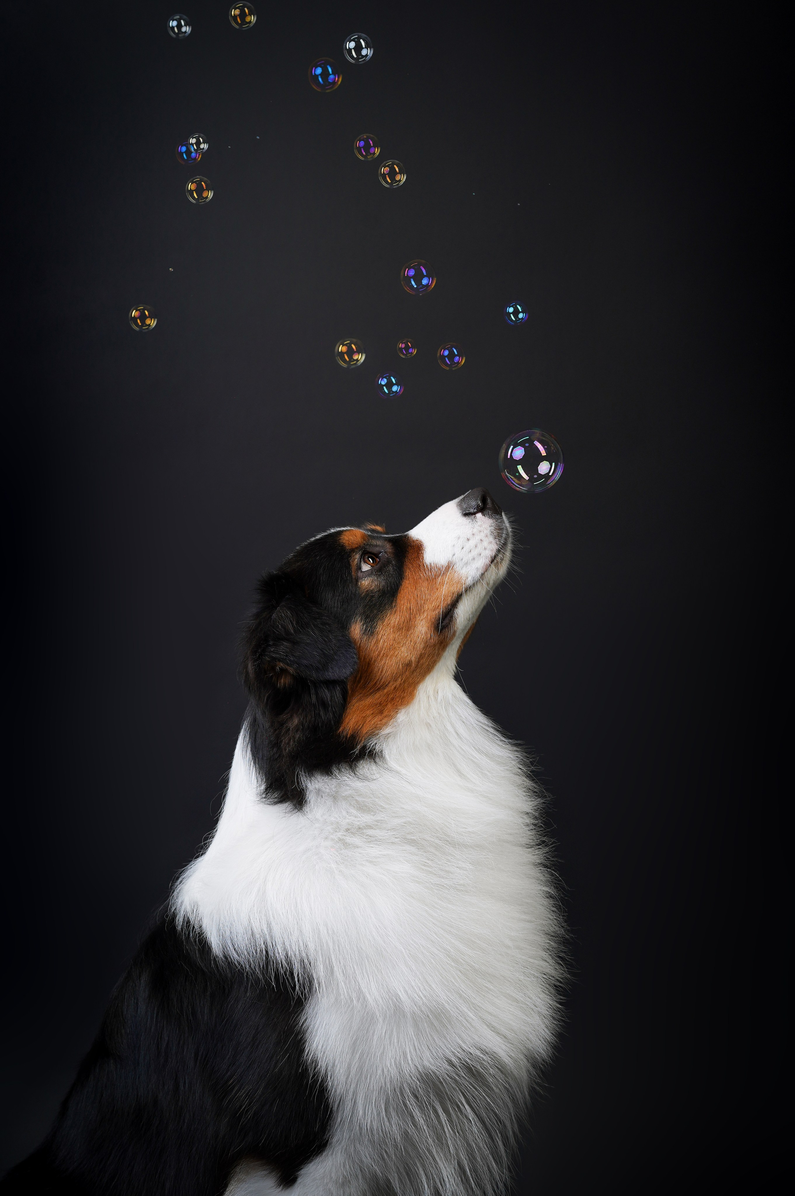 Аусси Бэст. Фотограф-анималист в Санкт-Петербурге Яна Мартынова