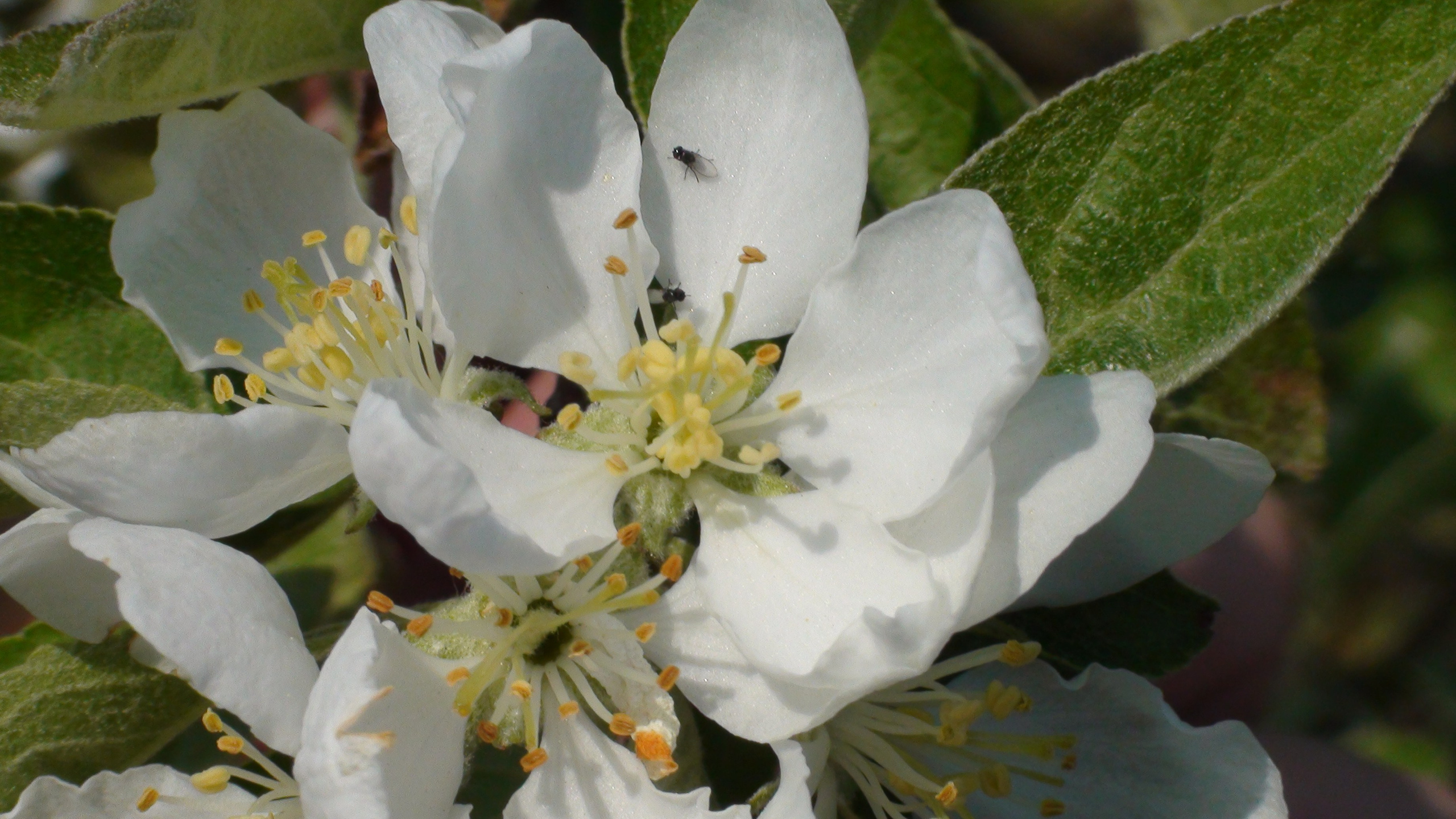 Дача 07.06.2009. Семейный, Свадебный фотограф СПБ Питер— Романова Екатерина