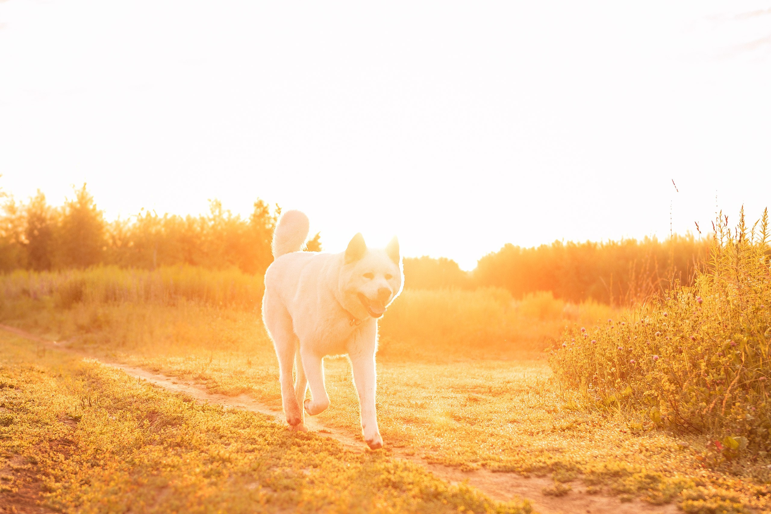 Таня и команда на рассвете. Фотограф анималист Кузнецова Анна Нижний Новгород