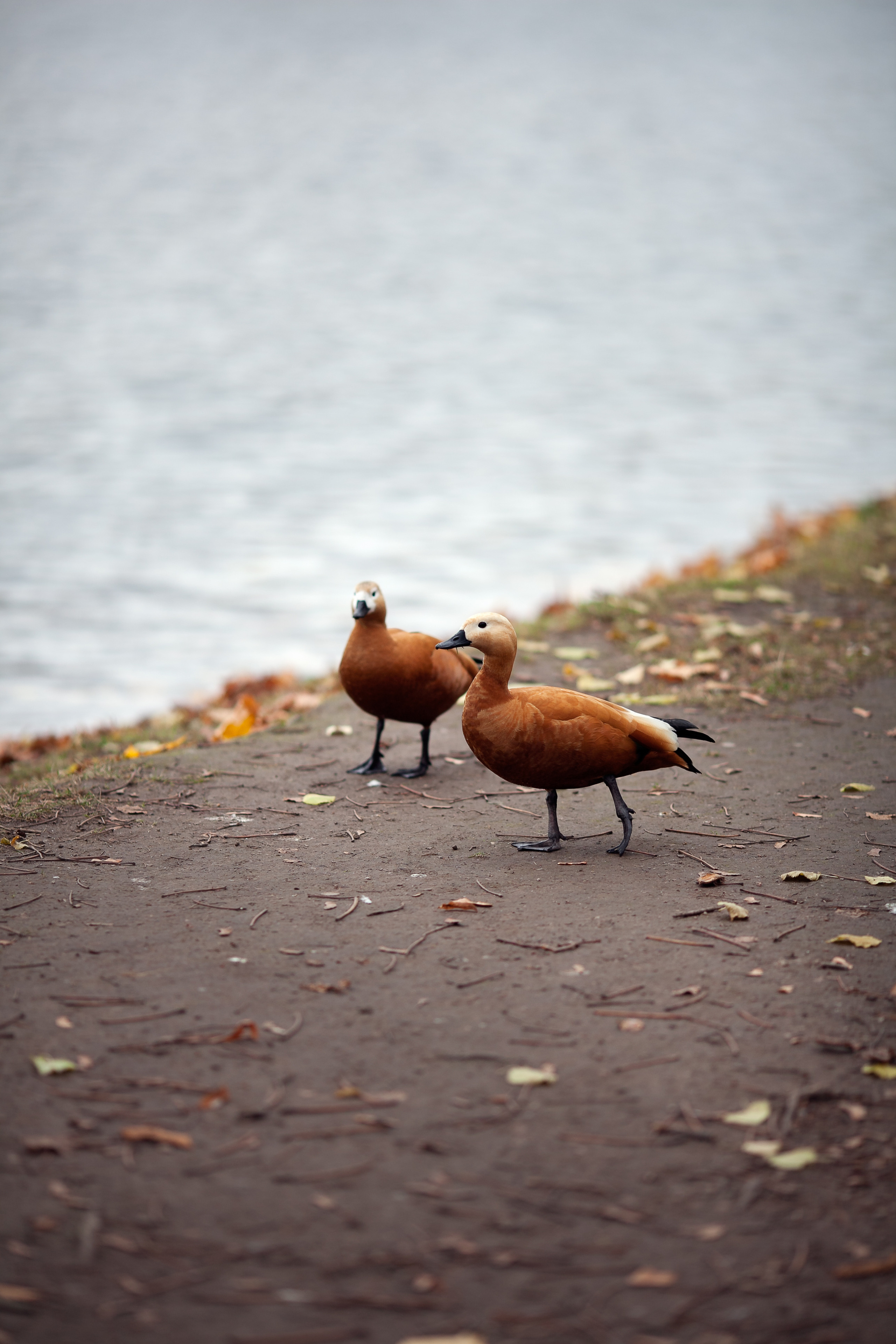 Даша и Данила. Детский и семейный фотограф в Москве и московской области Елена Титова