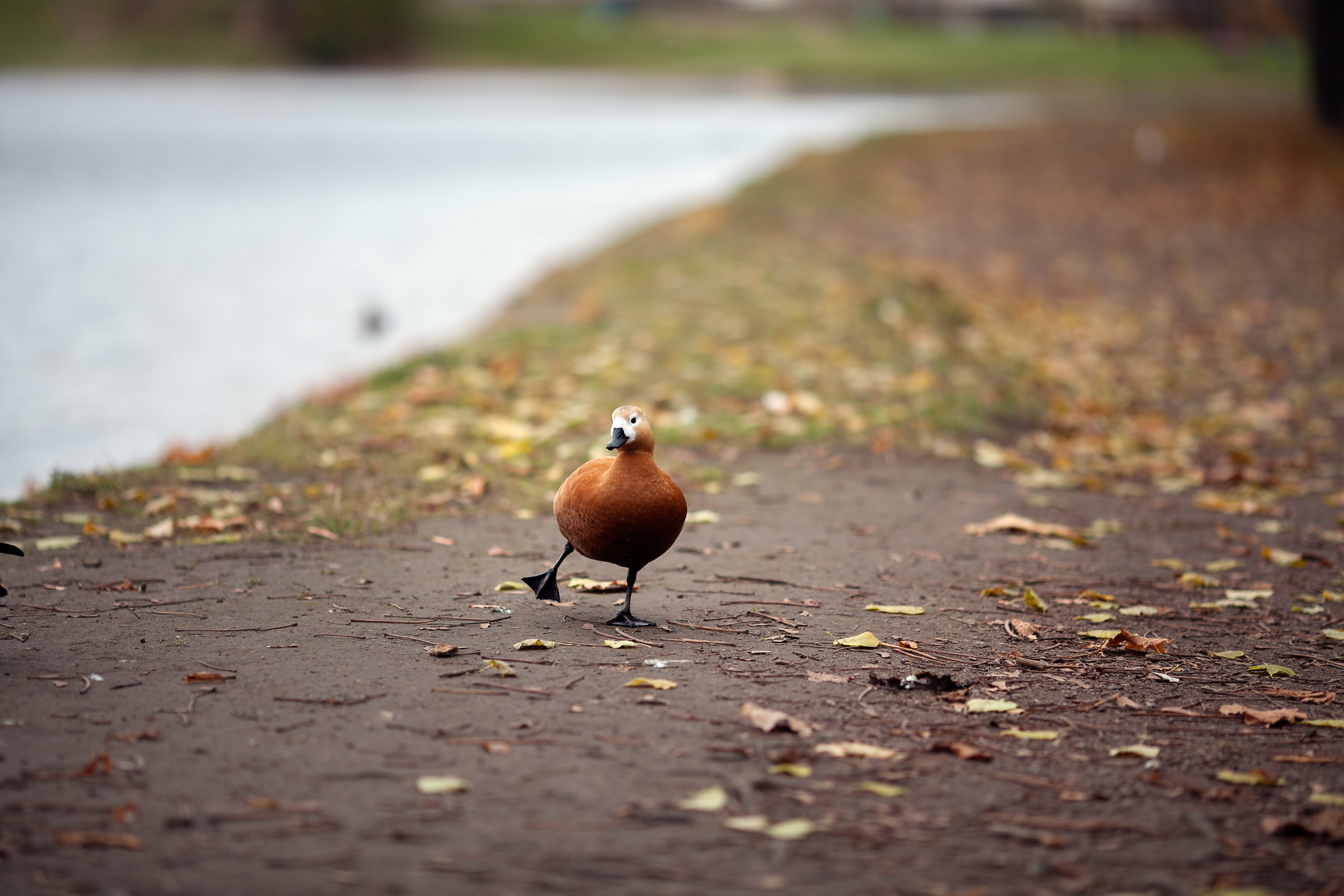 Даша и Данила. Детский и семейный фотограф в Москве и московской области Елена Титова