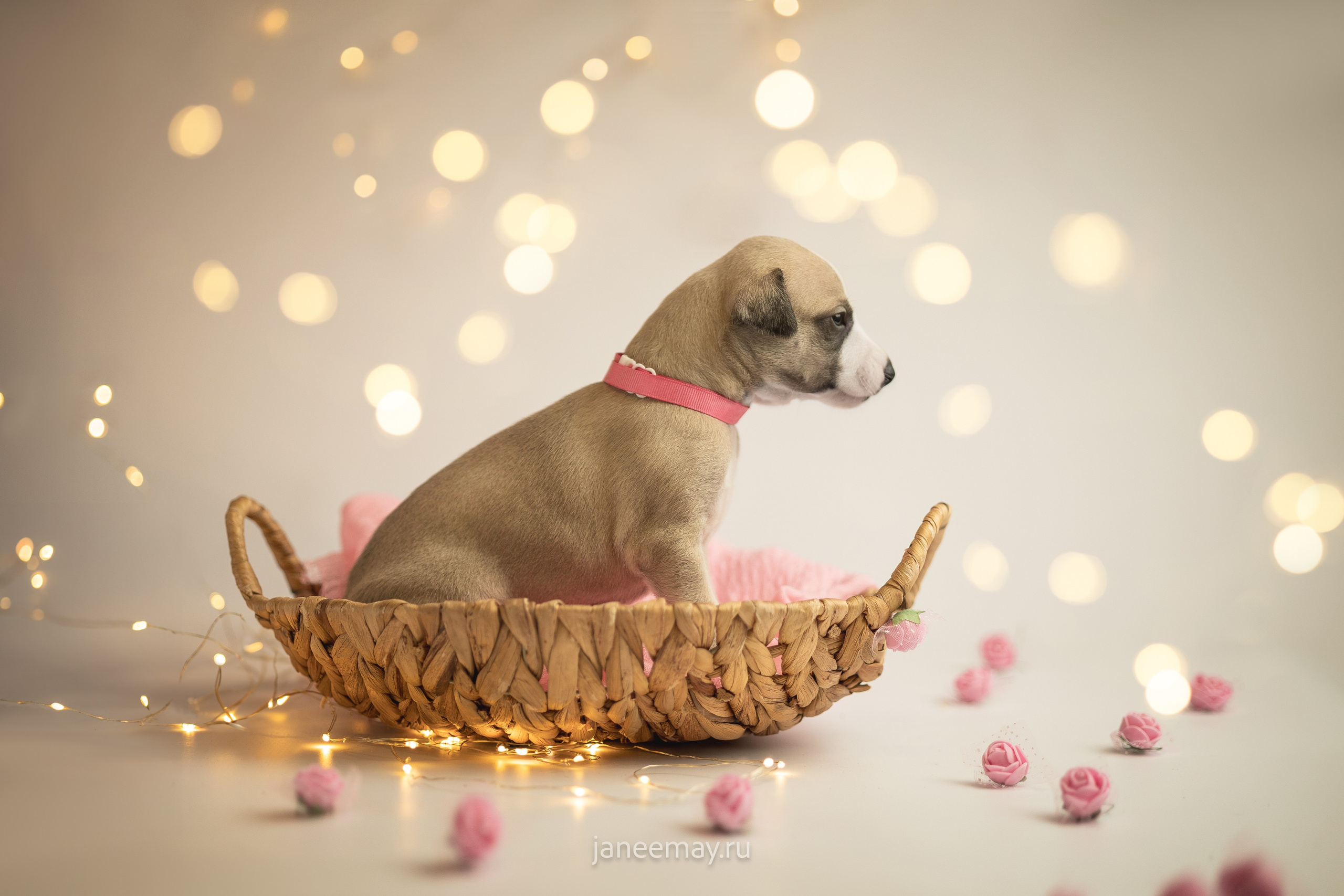 Малыши уиппеты Великбековых. Фотограф анималист в Москве Майорова Евгения