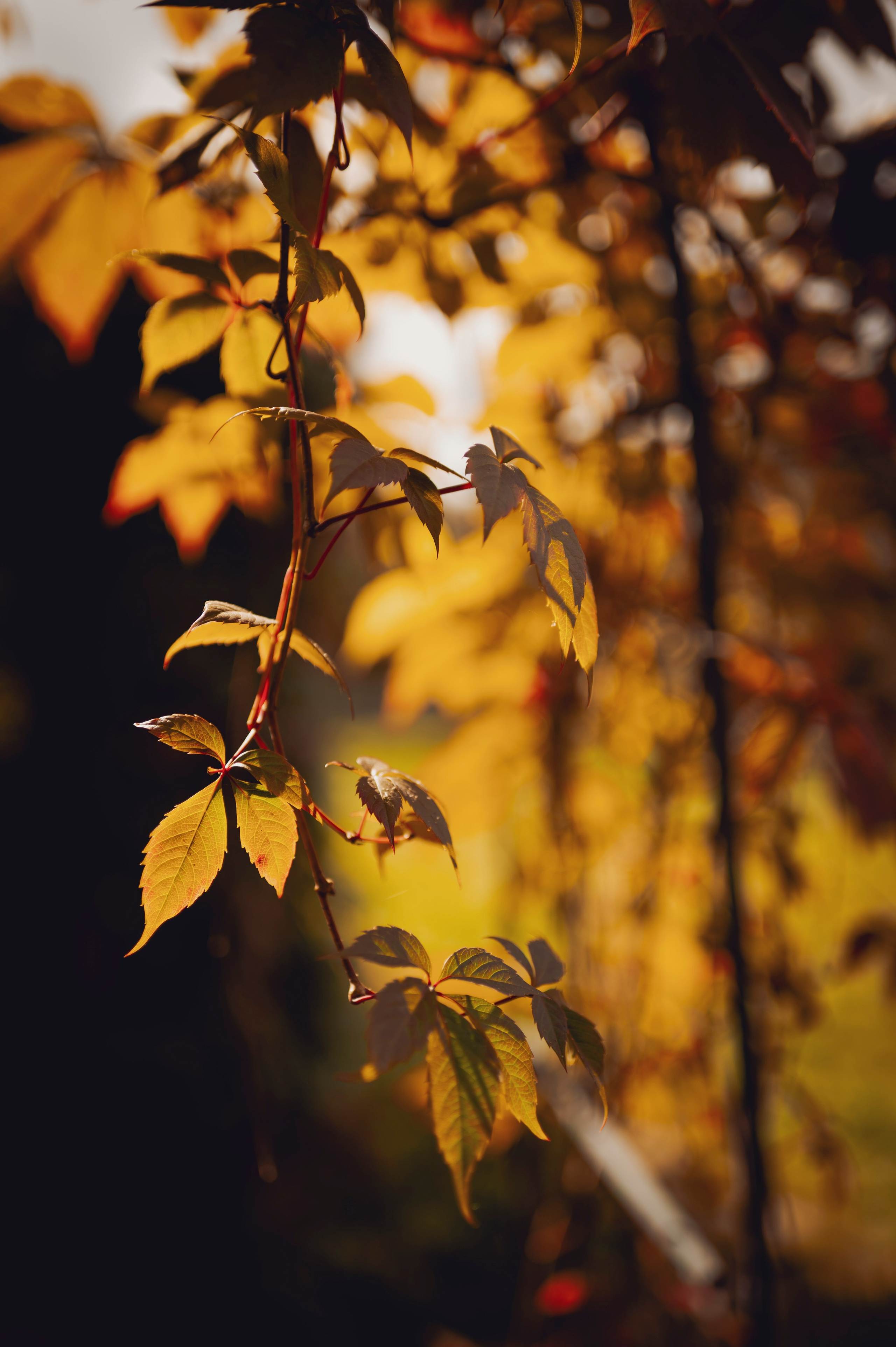 Осень во всей красе. Анна Боровикова, фотограф Пушкино