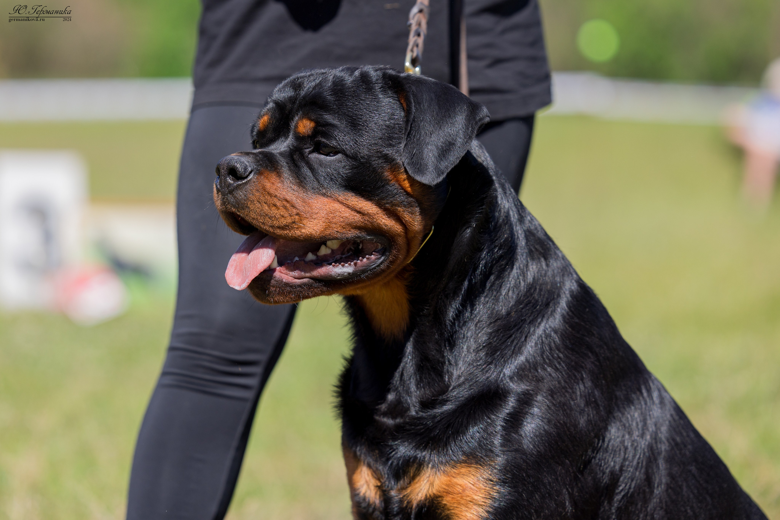 Воронеж моно ротвейлеров 25-26.05.2024. Фотограф-анималист Юлия Германика