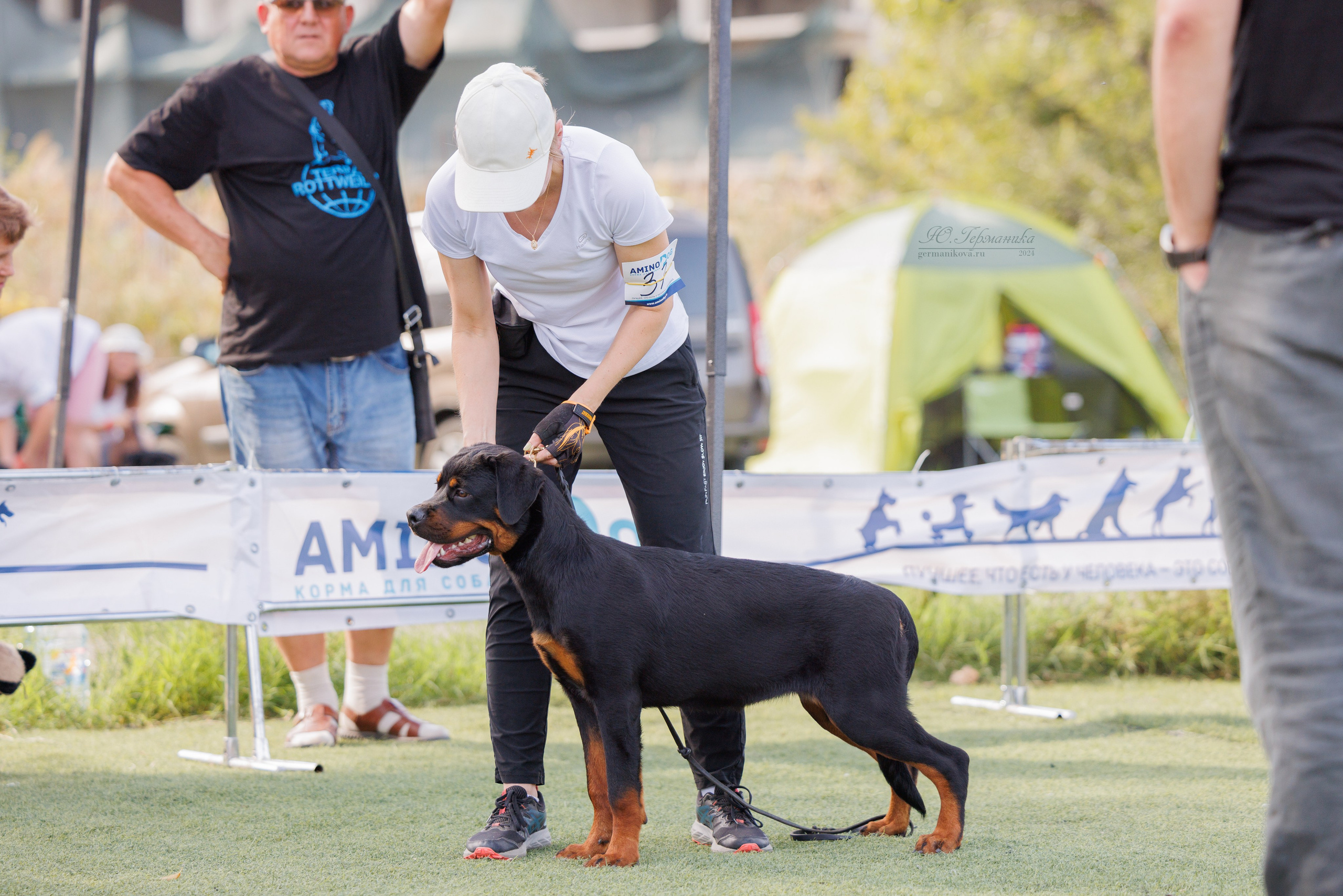 Анапа ротвейлеры 14-15.09.2024. Фотограф-анималист Юлия Германика
