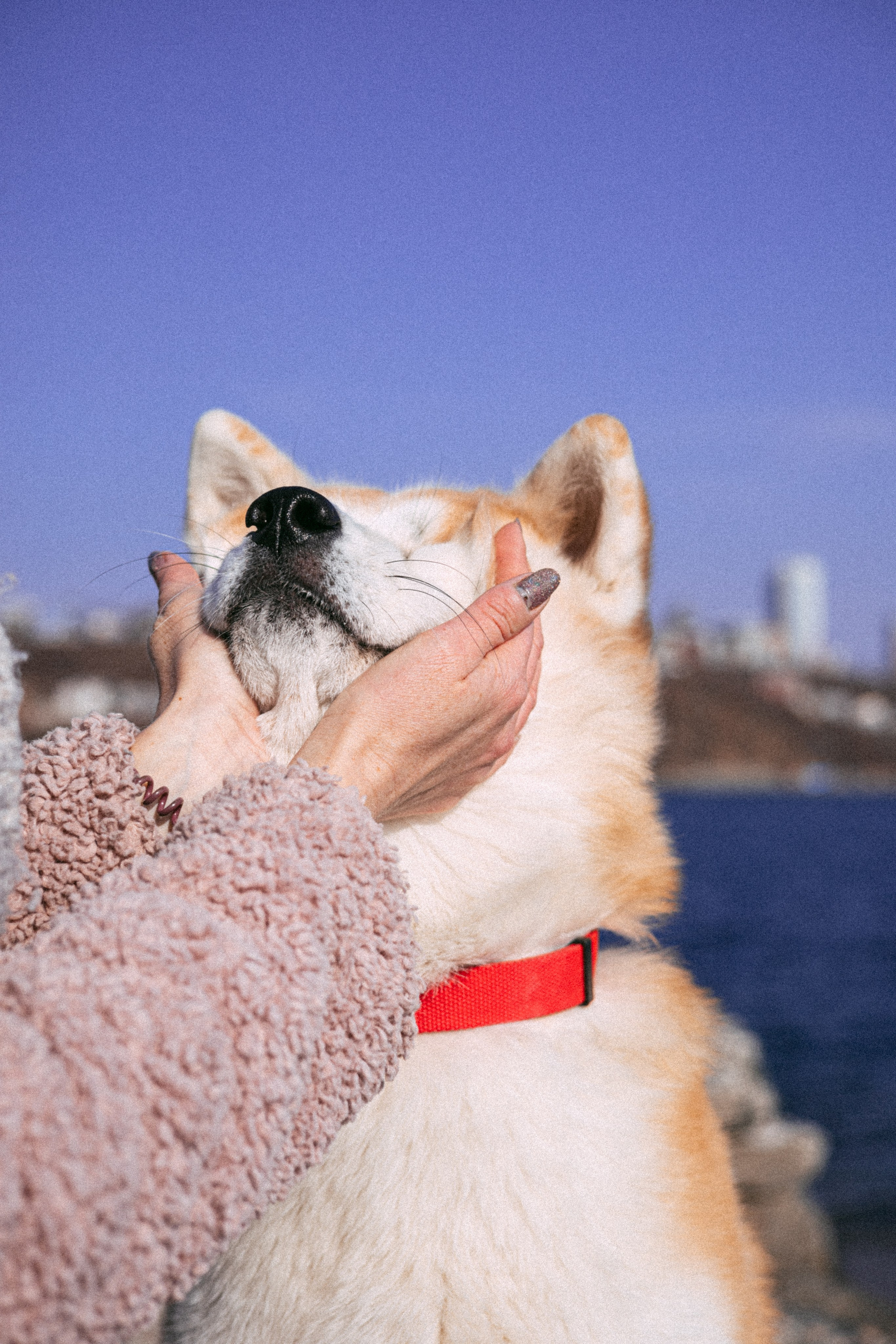Мария и Бейла. Фотограф — анималист Владивосток, Алина