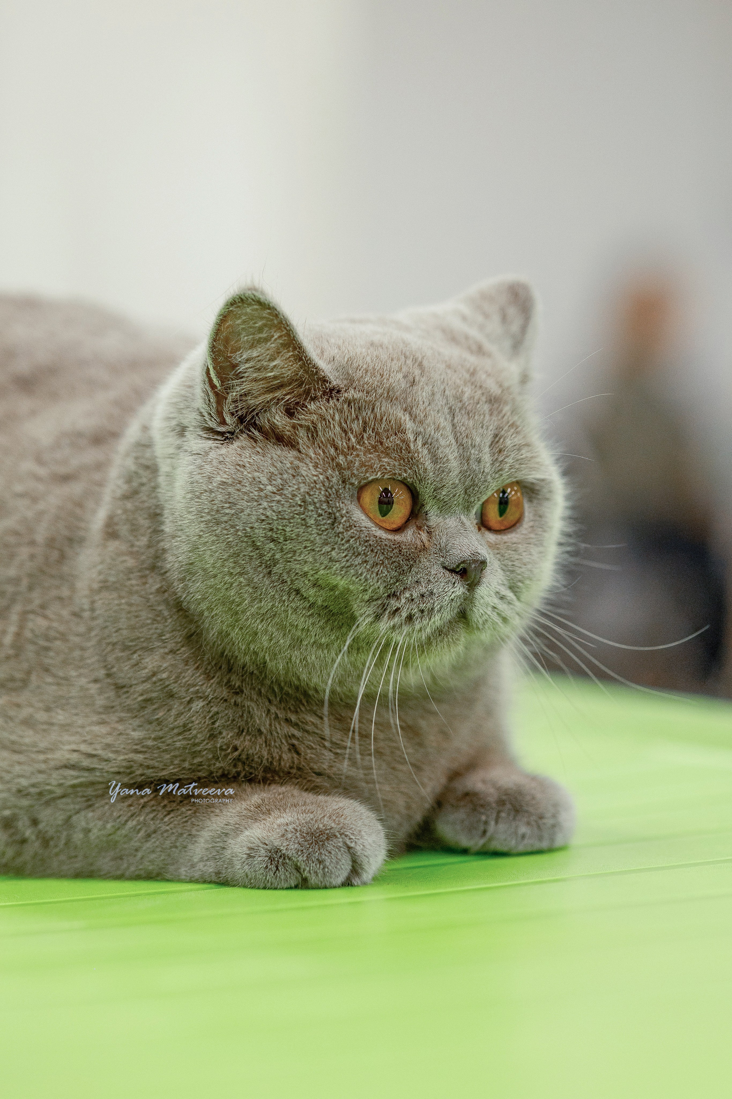 Кошки. Фотограф Яна Матвеева в Ижевске