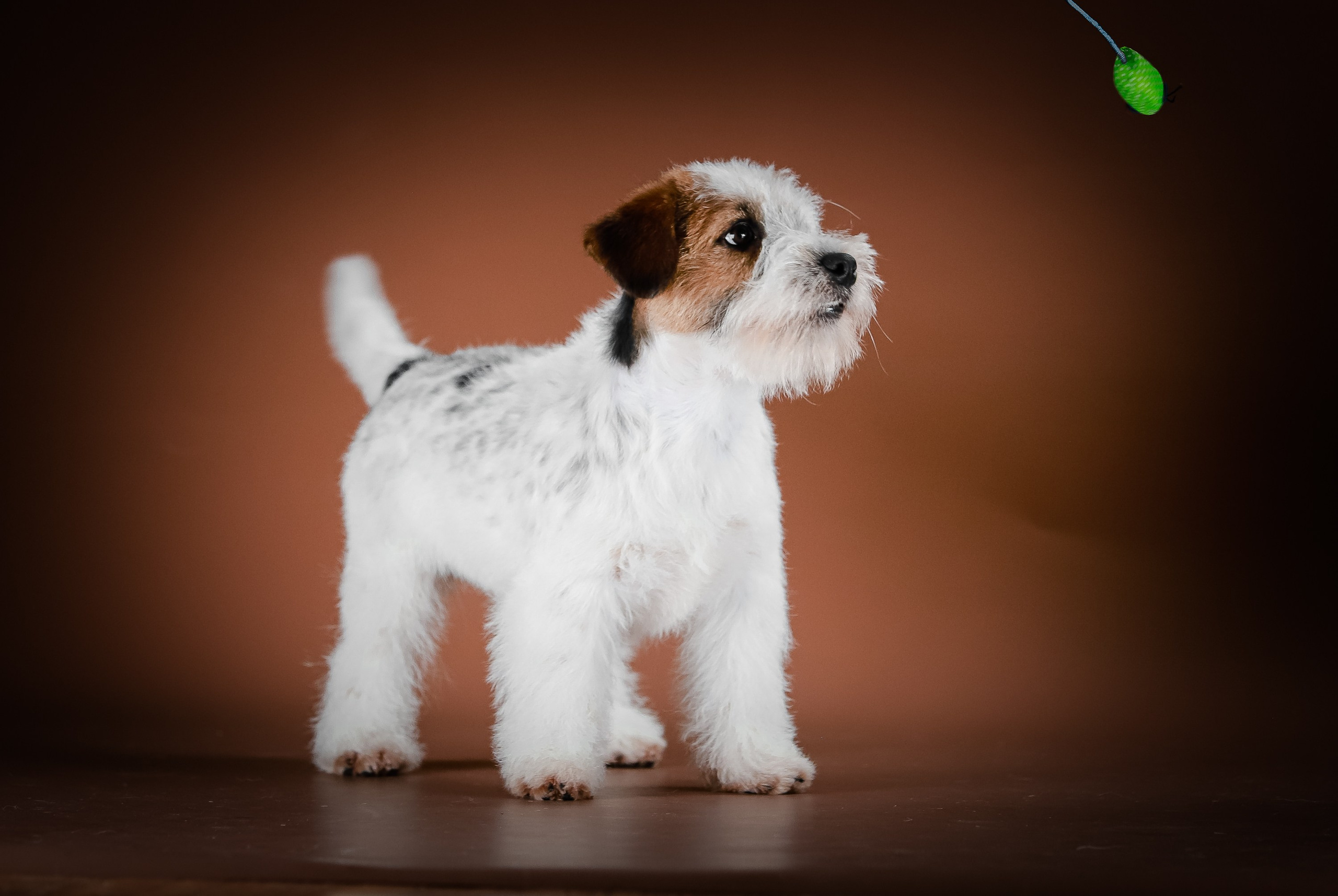 Триколорный кобель. Жесткошерстный. Джек рассел терьер продажа. КАНЕ МАЭСТРО — питомник Джек рассел терьеров