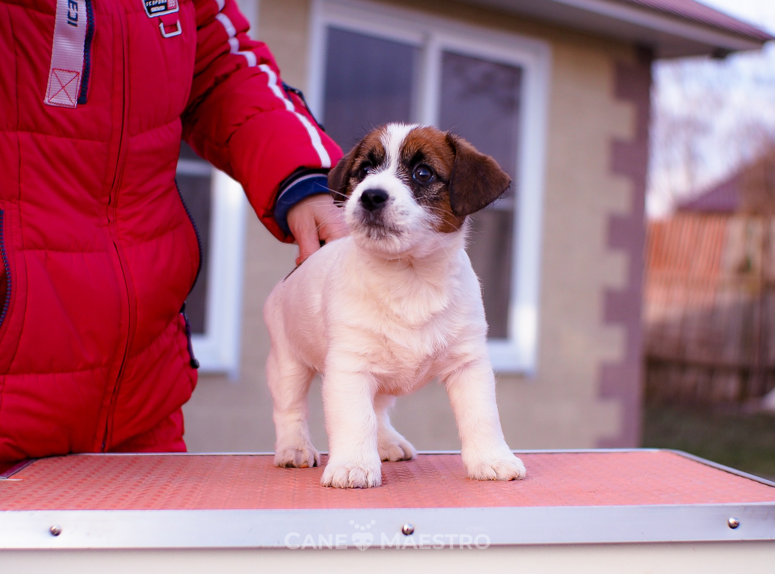 Мальчик 2. Кобель бело-рыжий. Джек рассел терьер щенок. КАНЕ МАЭСТРО — питомник Джек рассел терьеров