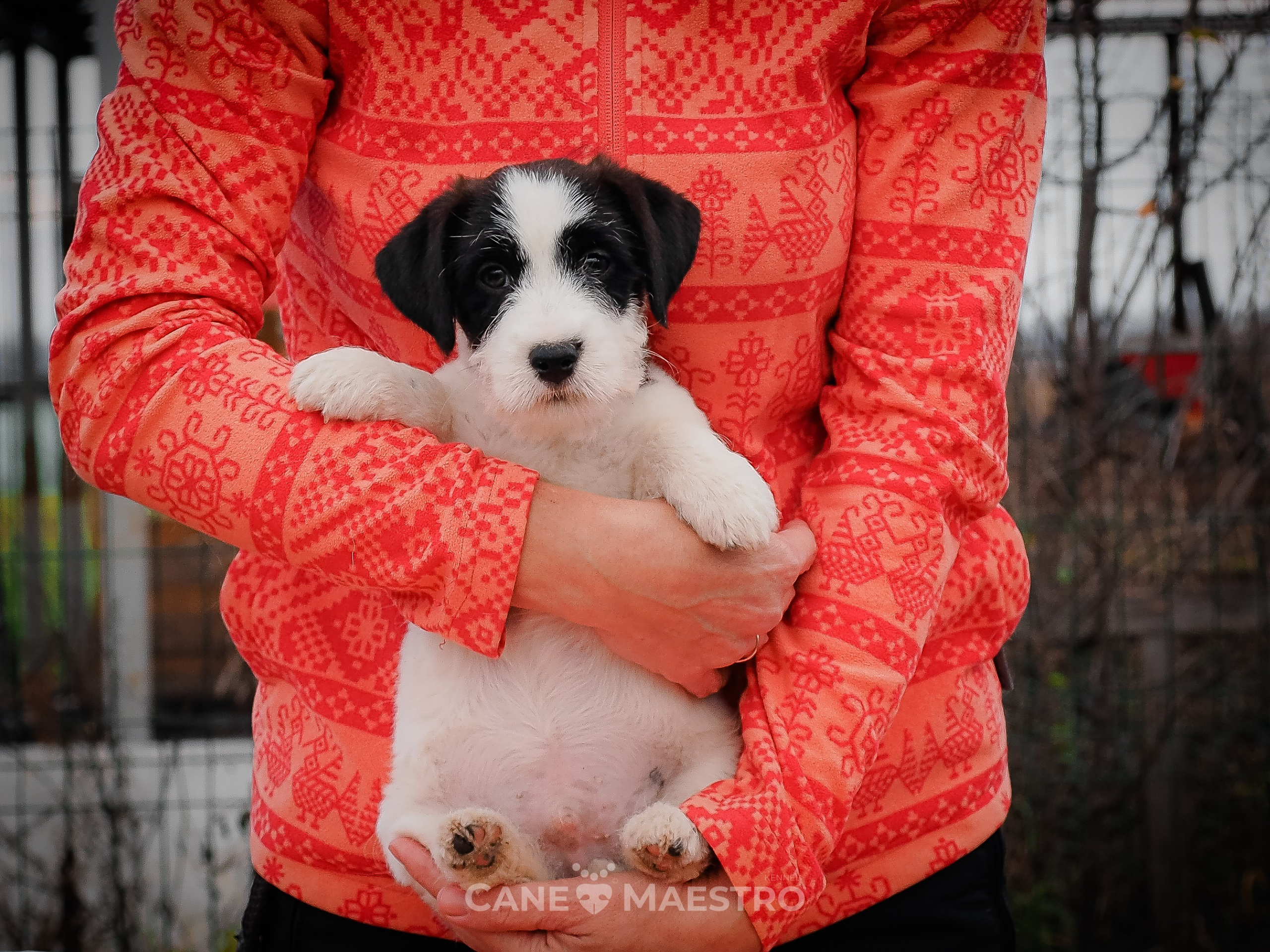 КОБZ_4_ЧБ_27_08_25. КАНЕ МАЭСТРО — питомник Джек рассел терьеров