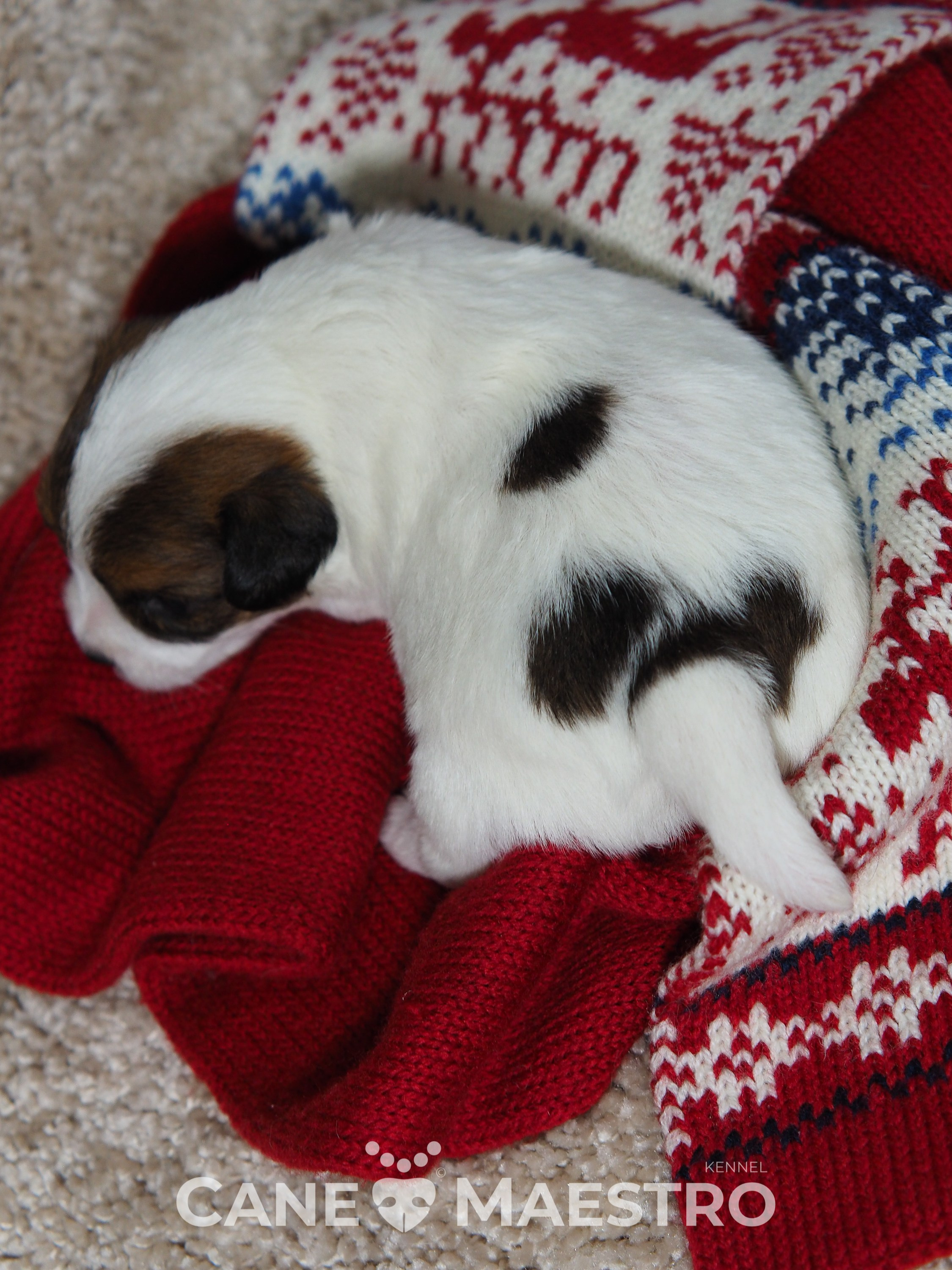 3КОБЛ_СНЕГОВИК. CANE MAESTRO — kennel Jack Russell Terrier