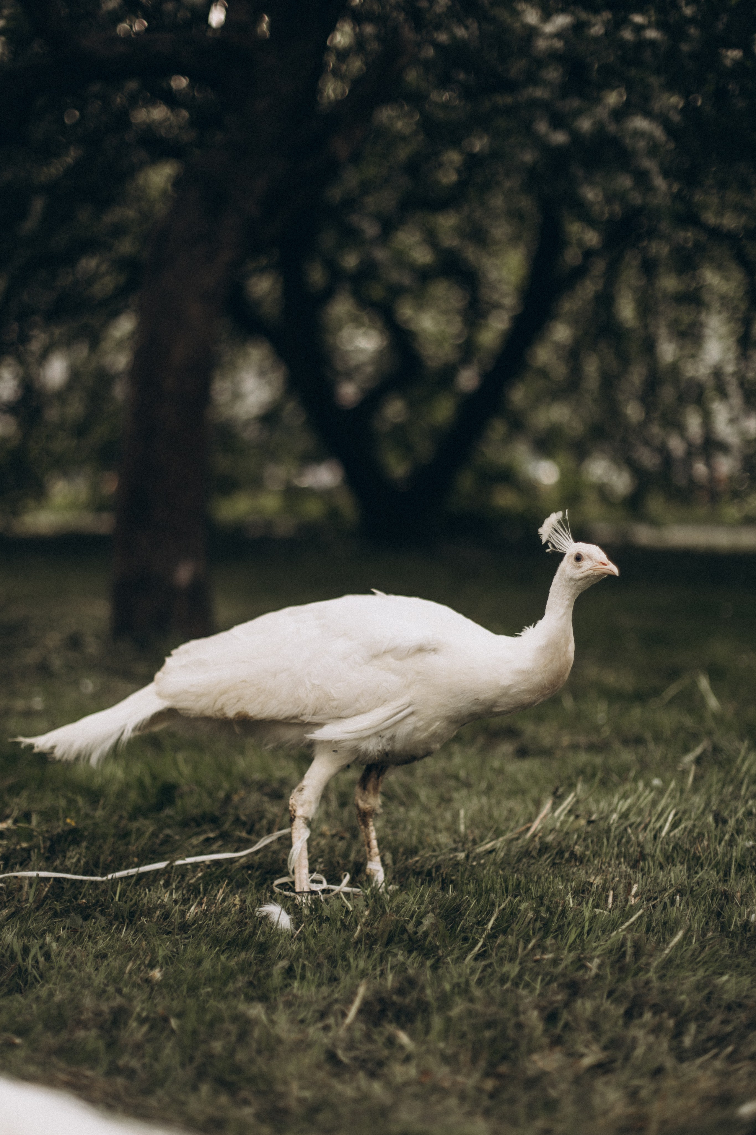 Анастосия. Kolomenskaia Kseniia Family photographer