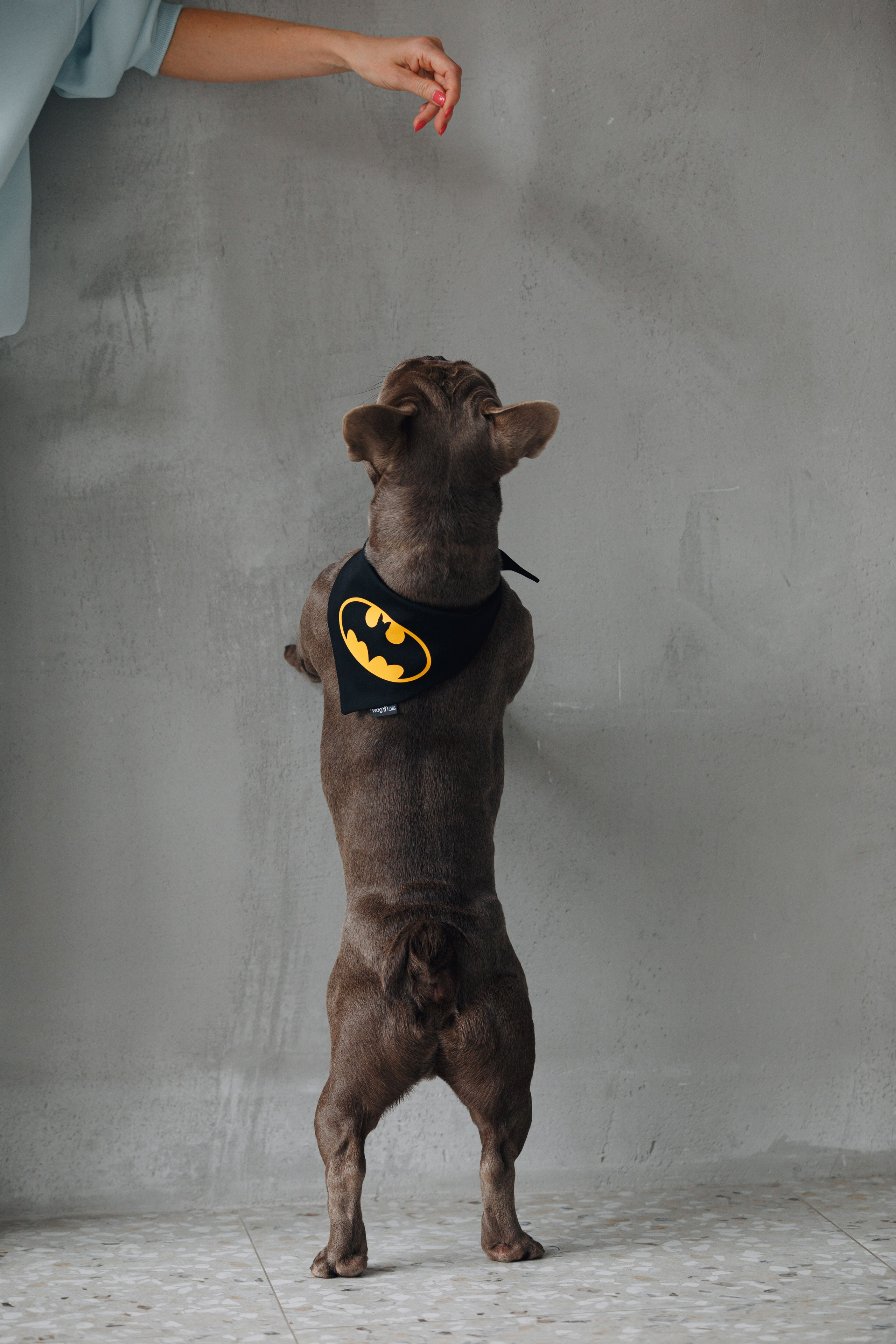 Wag'n'tails аксессуары для животных. Фотограф анималист Кристина Карпова, Москва