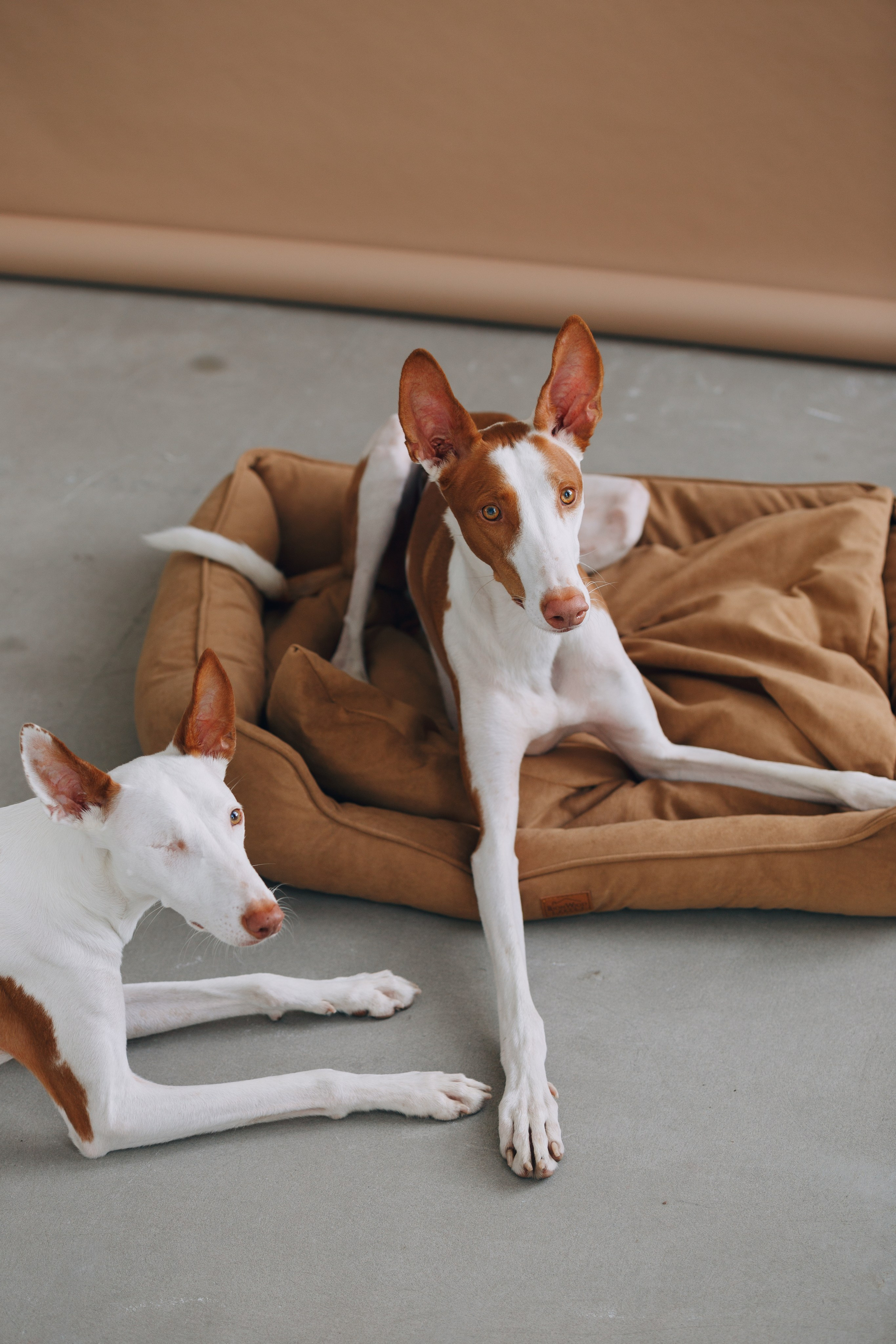 Boonwood Pets лежанки для животных. Фотограф анималист Кристина Карпова, Москва