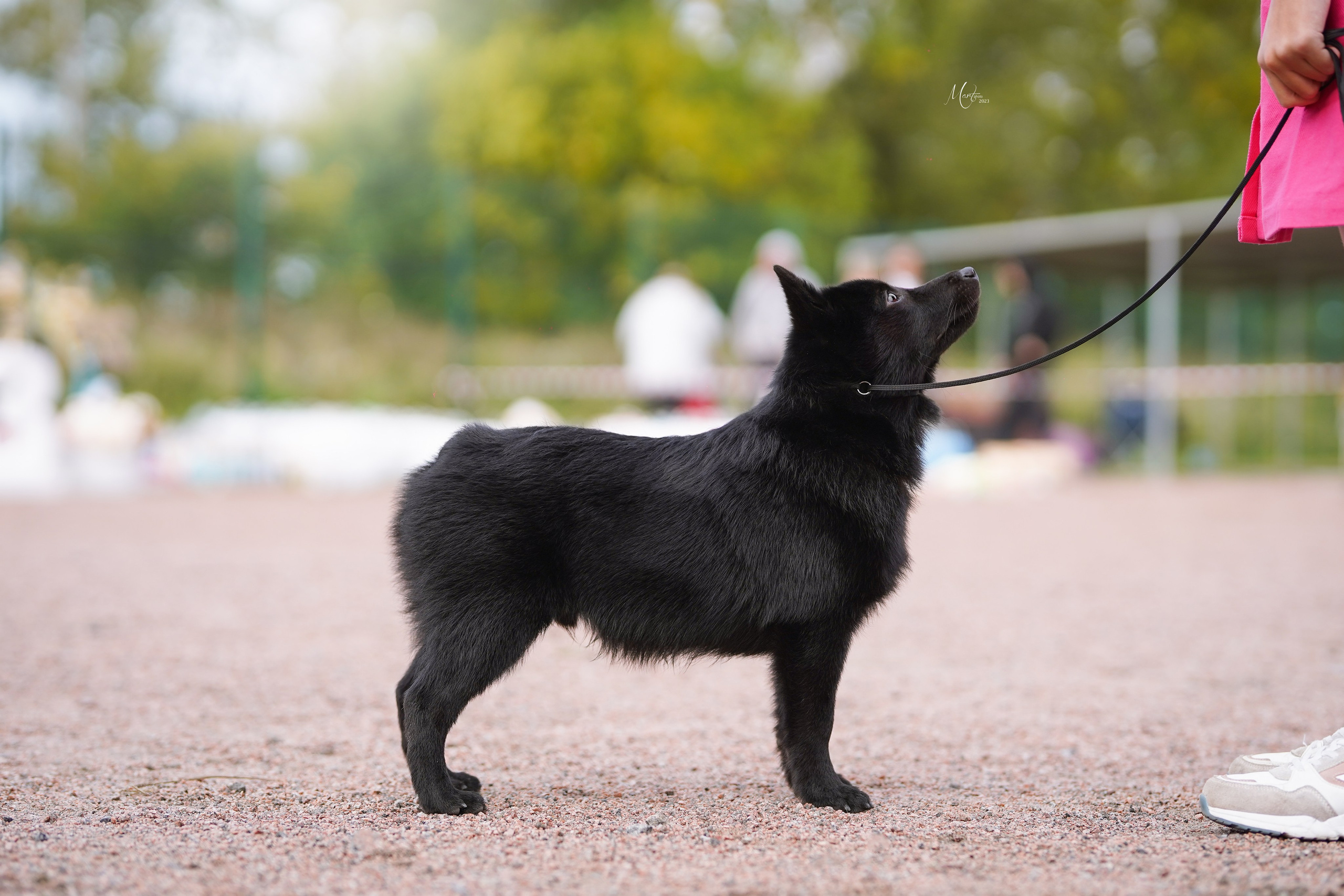 Выставки 2023. Фотограф-анималист в Санкт-Петербурге Яна Мартынова