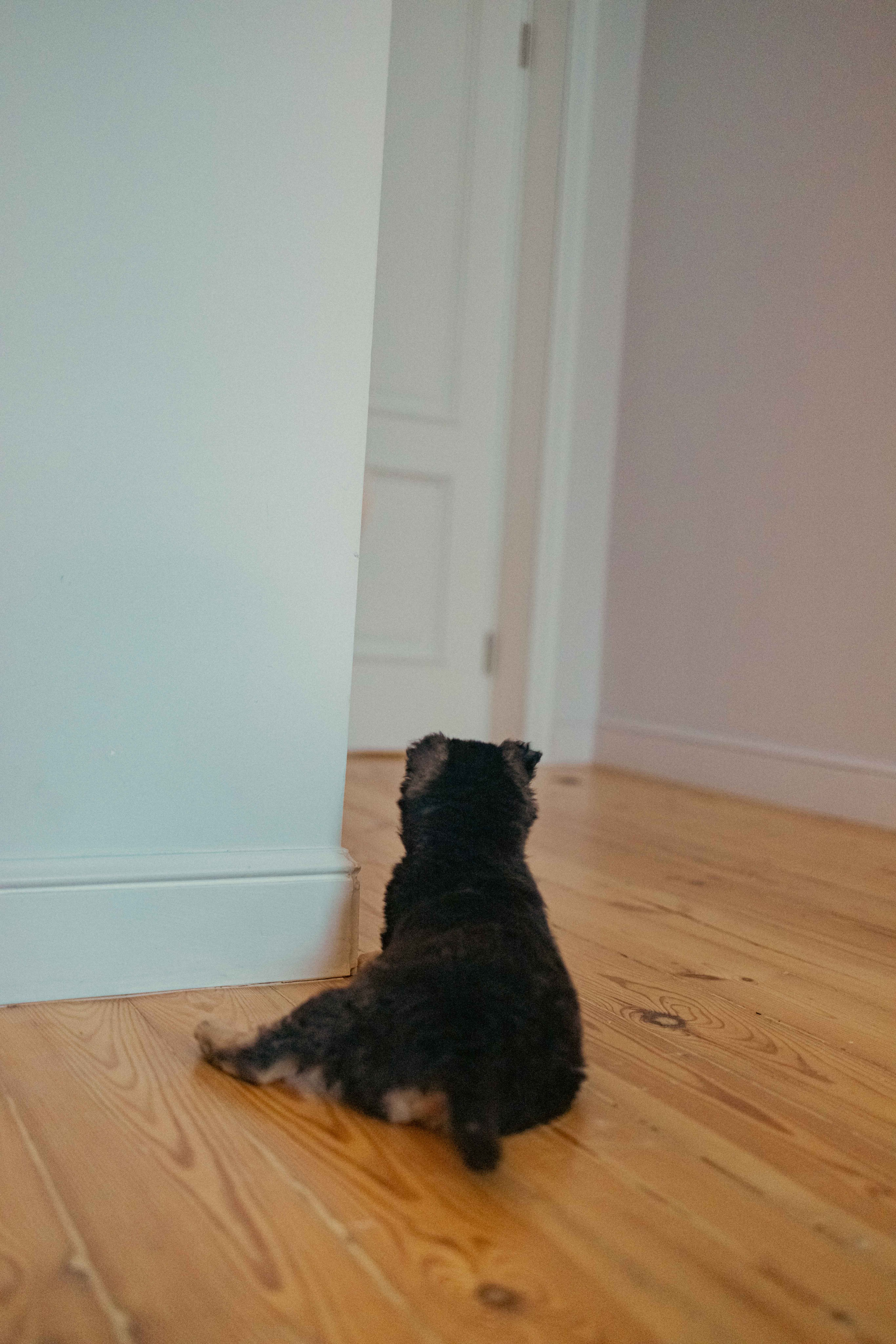 Пеппа. Фотограф-анималист в Москве Лера Черноног