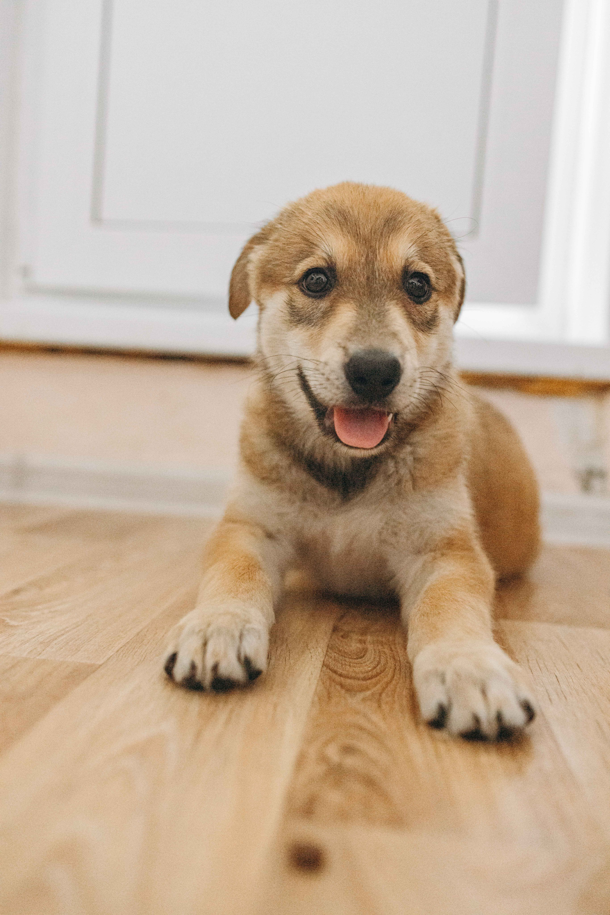 Щеночки на кухне. Фотограф-анималист в Москве Лера Черноног