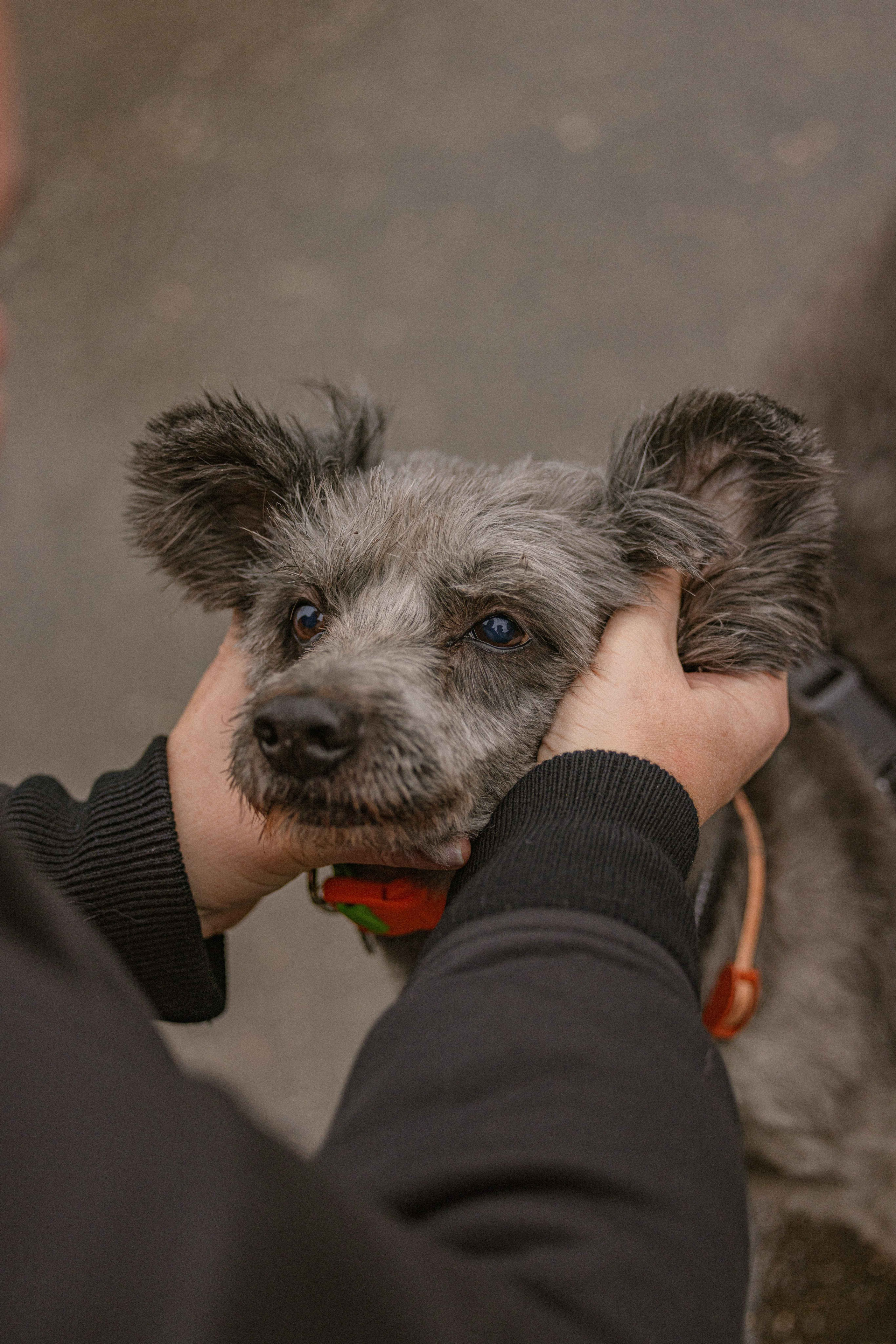 Передержка. Фотограф-анималист в Москве Лера Черноног
