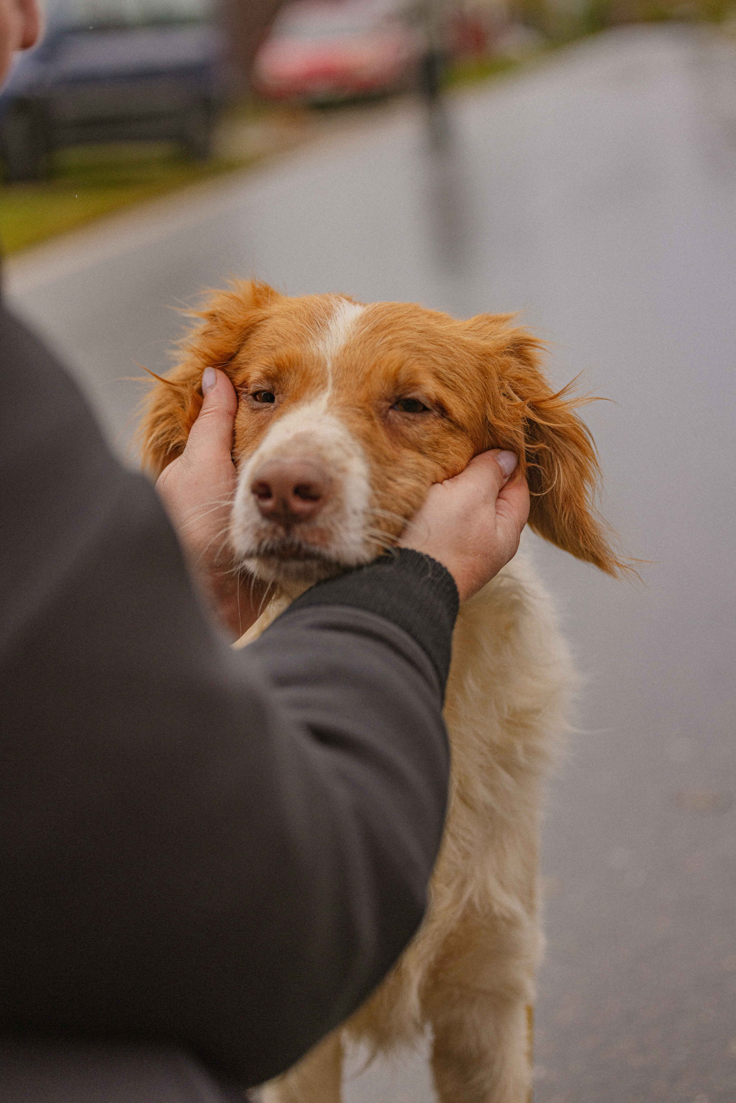Передержка. Фотограф-анималист в Москве Лера Черноног