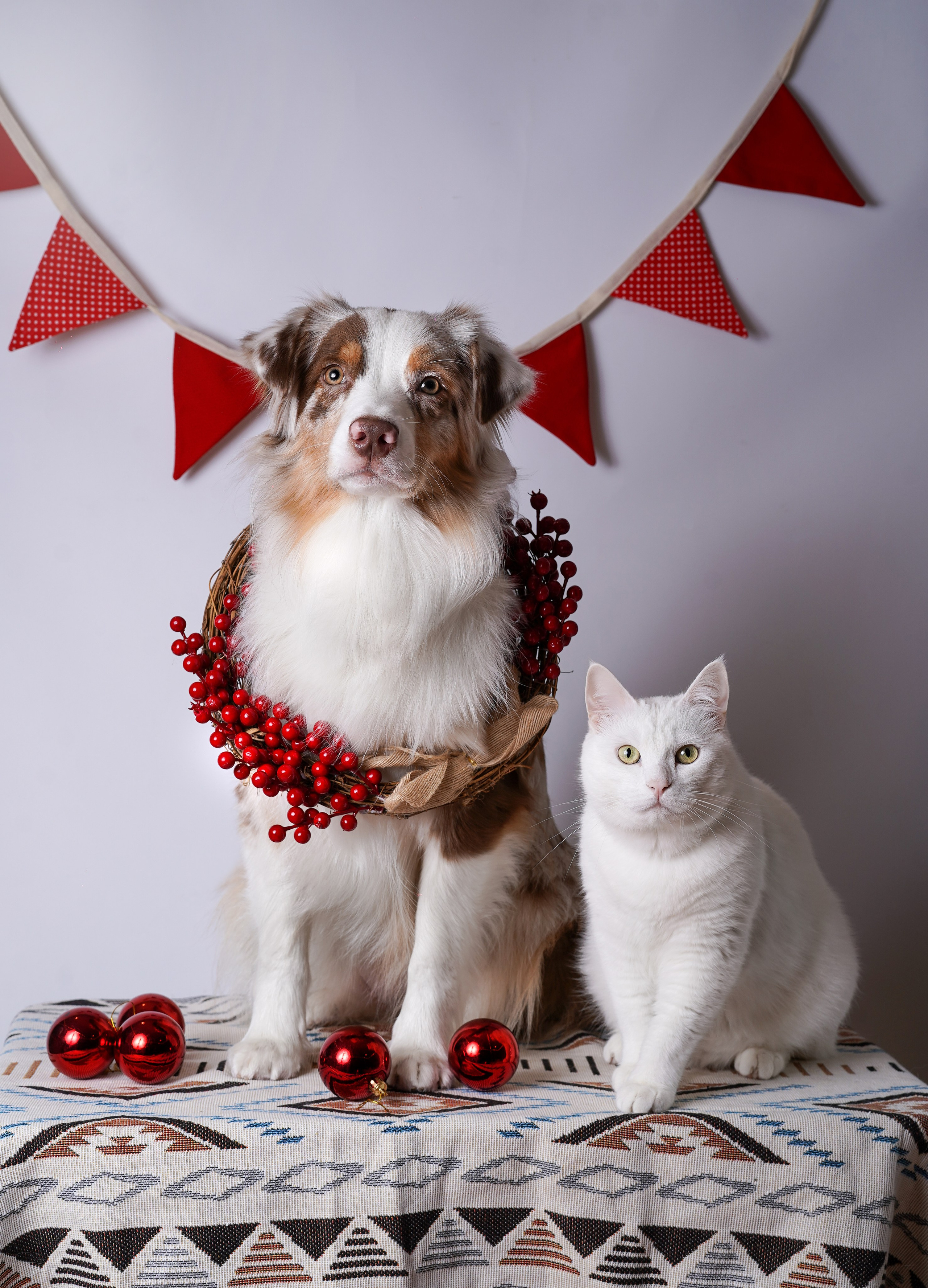 Панда Сэм и Маффин. Фотограф-анималист в Санкт-Петербурге Яна Мартынова
