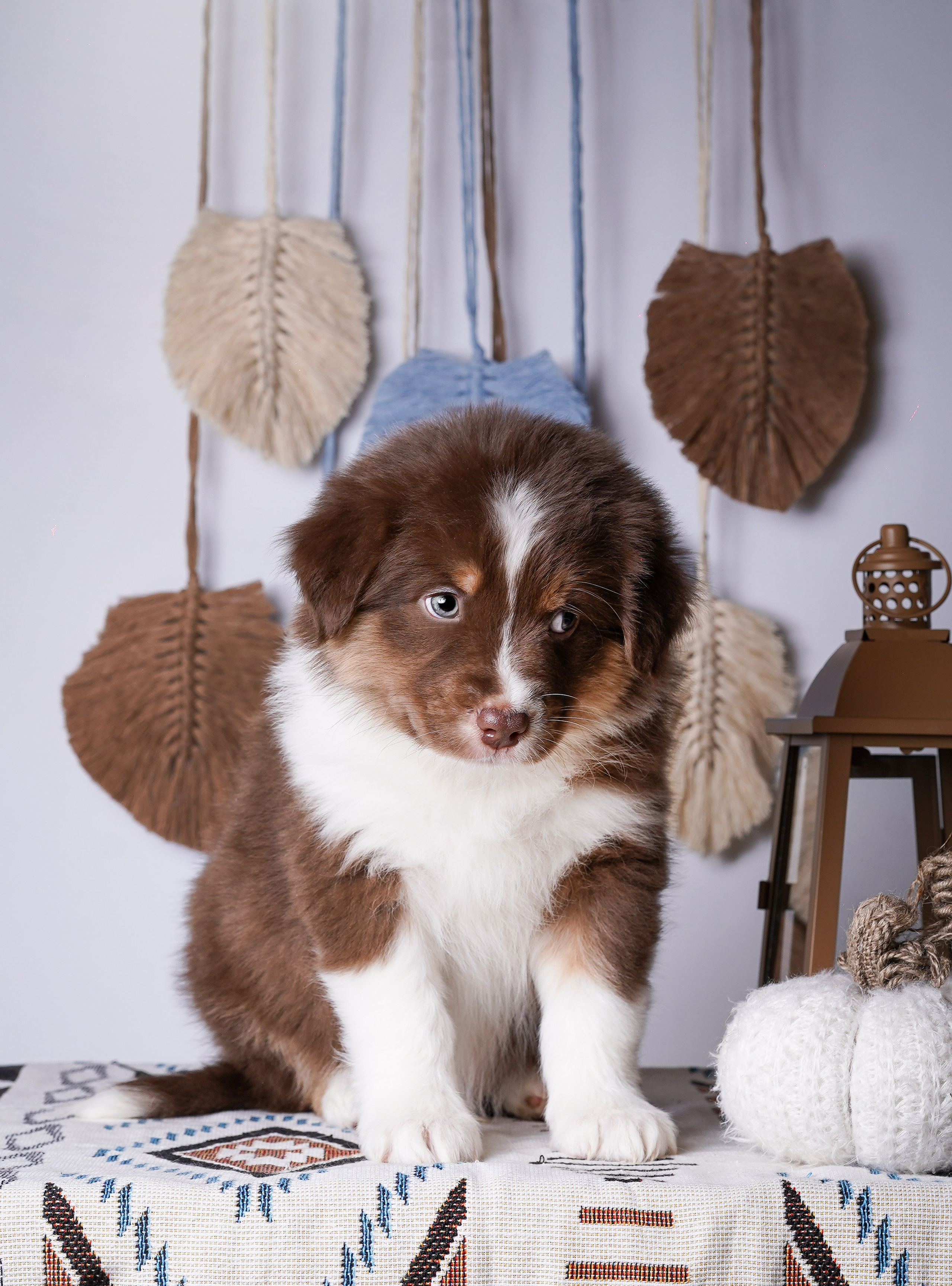 Щенки аусси. Фотограф-анималист в Санкт-Петербурге Яна Мартынова
