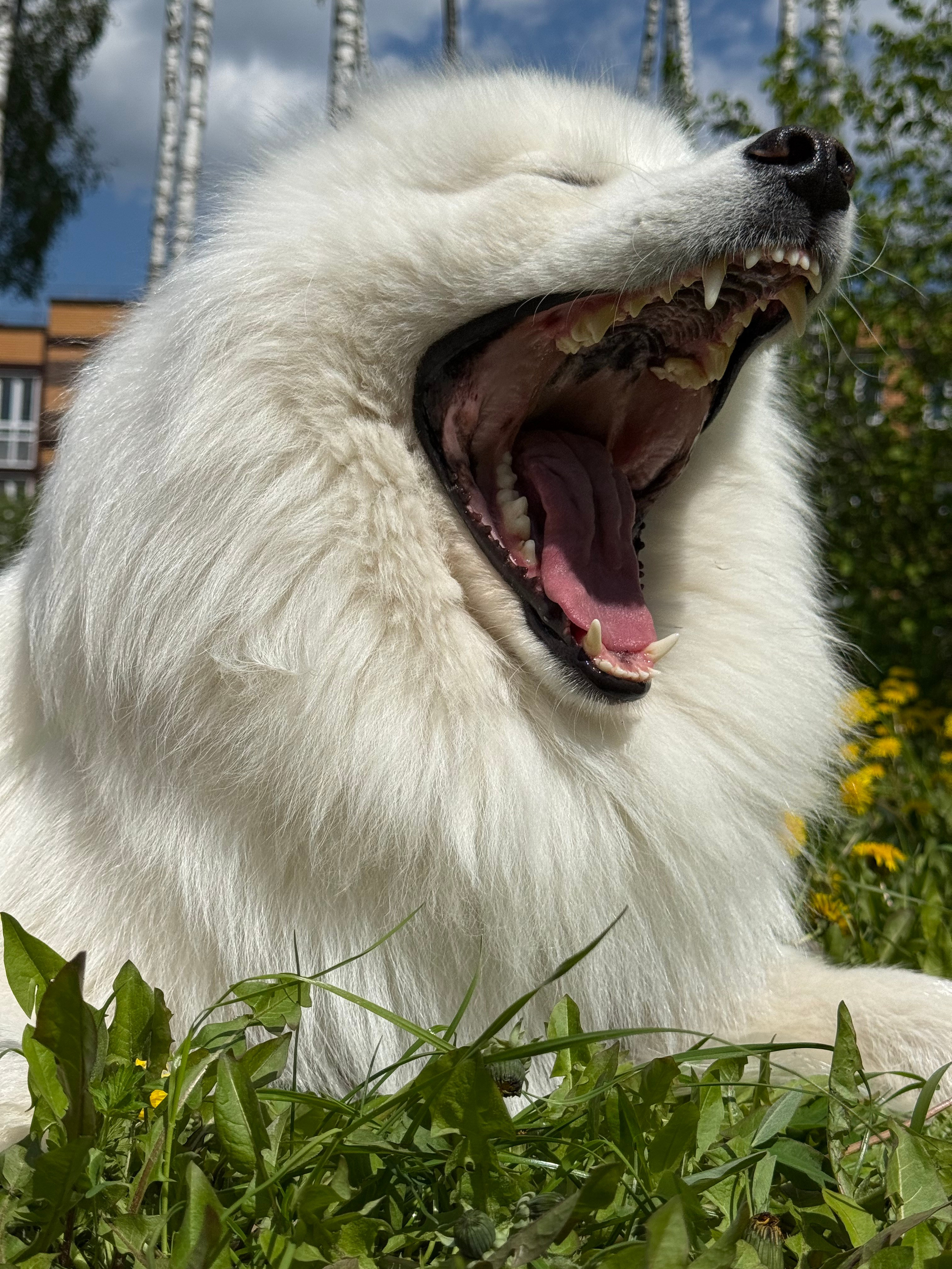 Танго. Фотограф-анималист в Москве Екатерина Тихонова