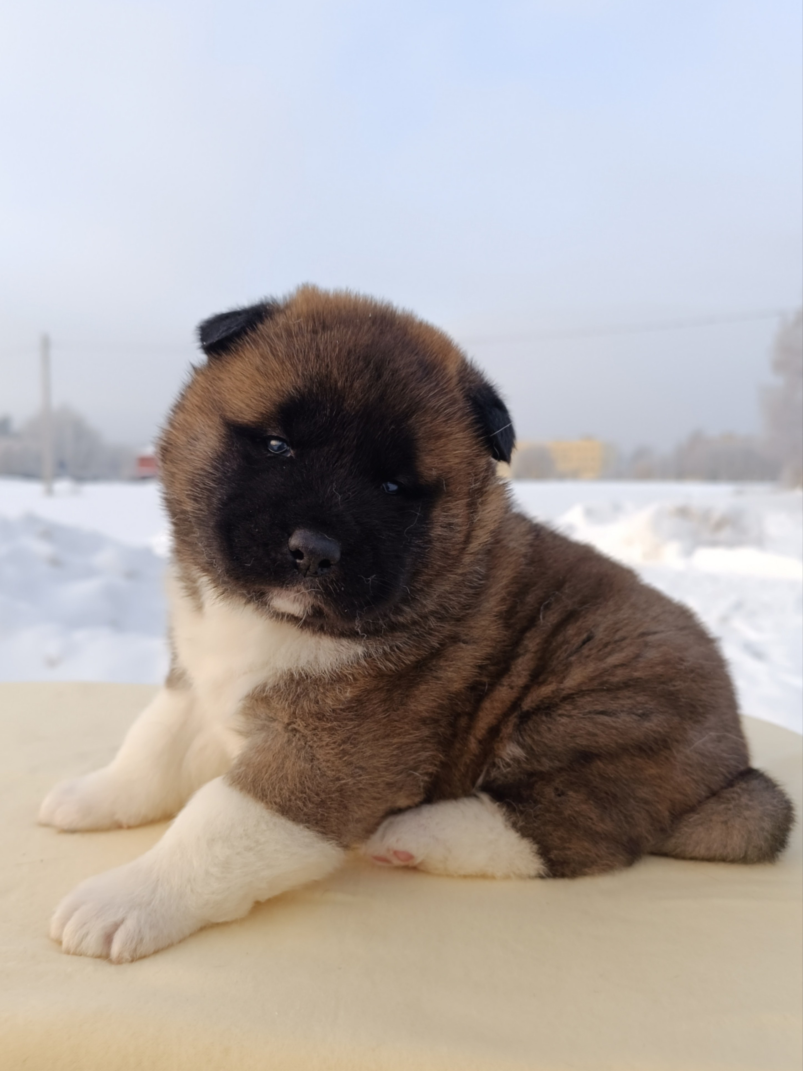 Rubylight Cirrus. Американская акита I Сиба ину I Питомник RUBYLIGHT