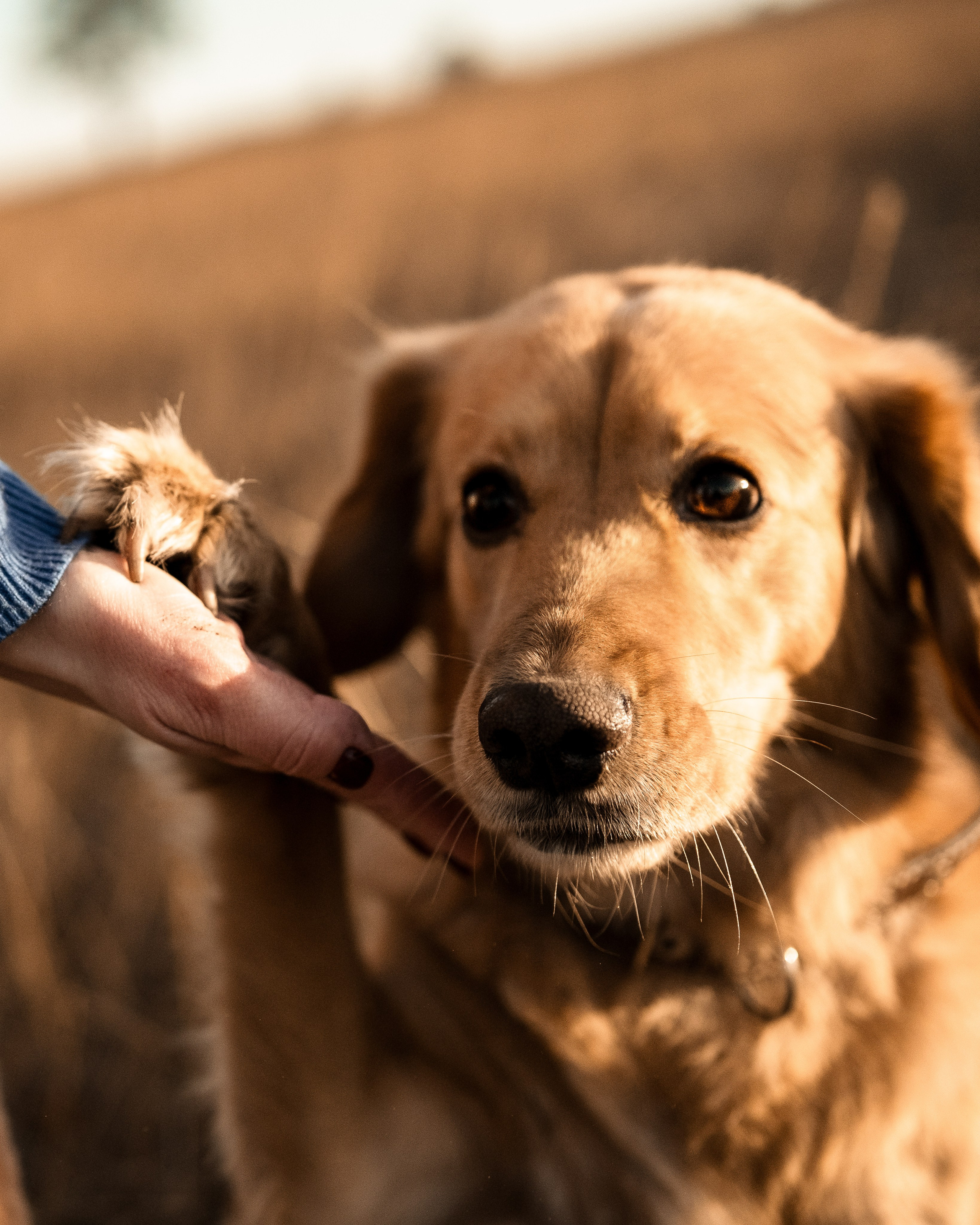 Фотосессия с собакой. Портретный фотограф в Чите Анна Камратова. Помогу Вам создать историю, в которой Вы — главный герой!