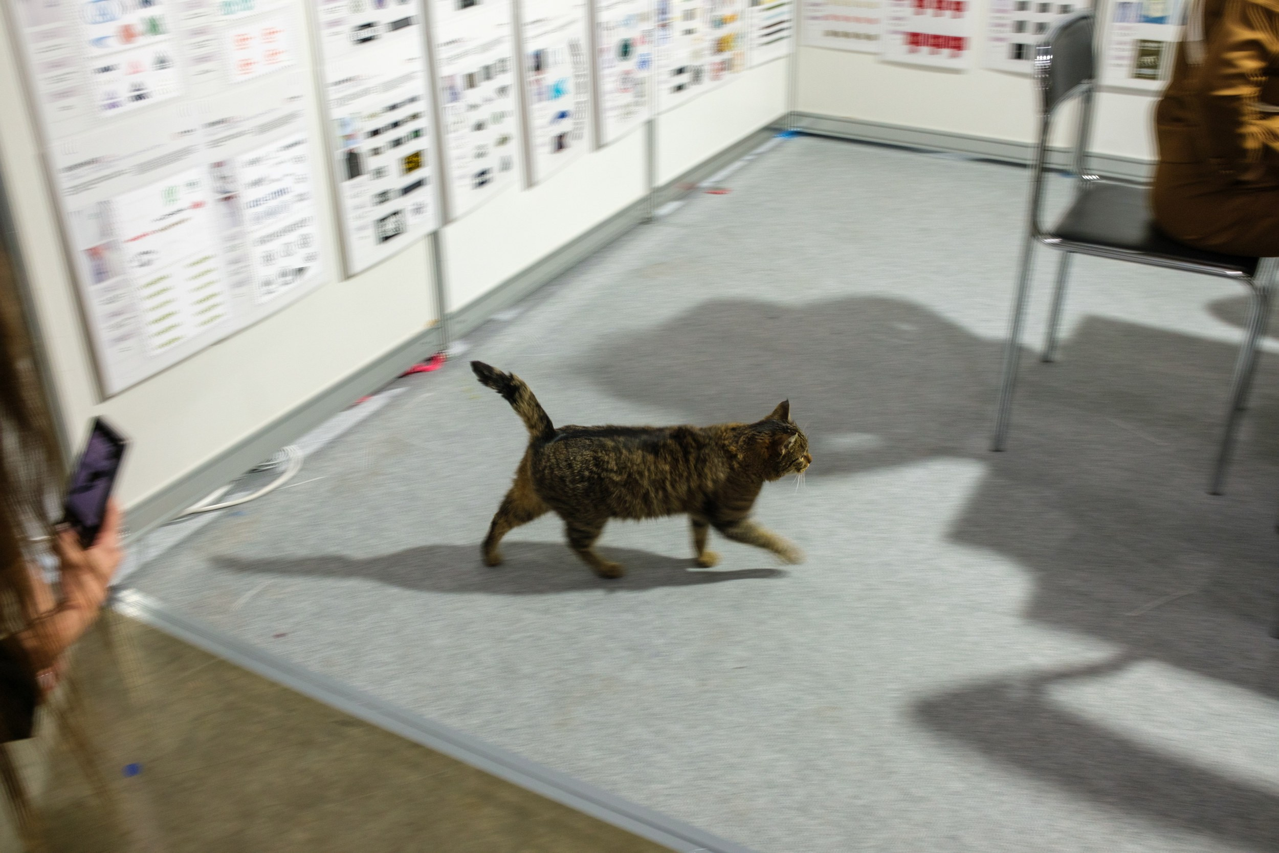 Кошка которая гуляет сама по себе