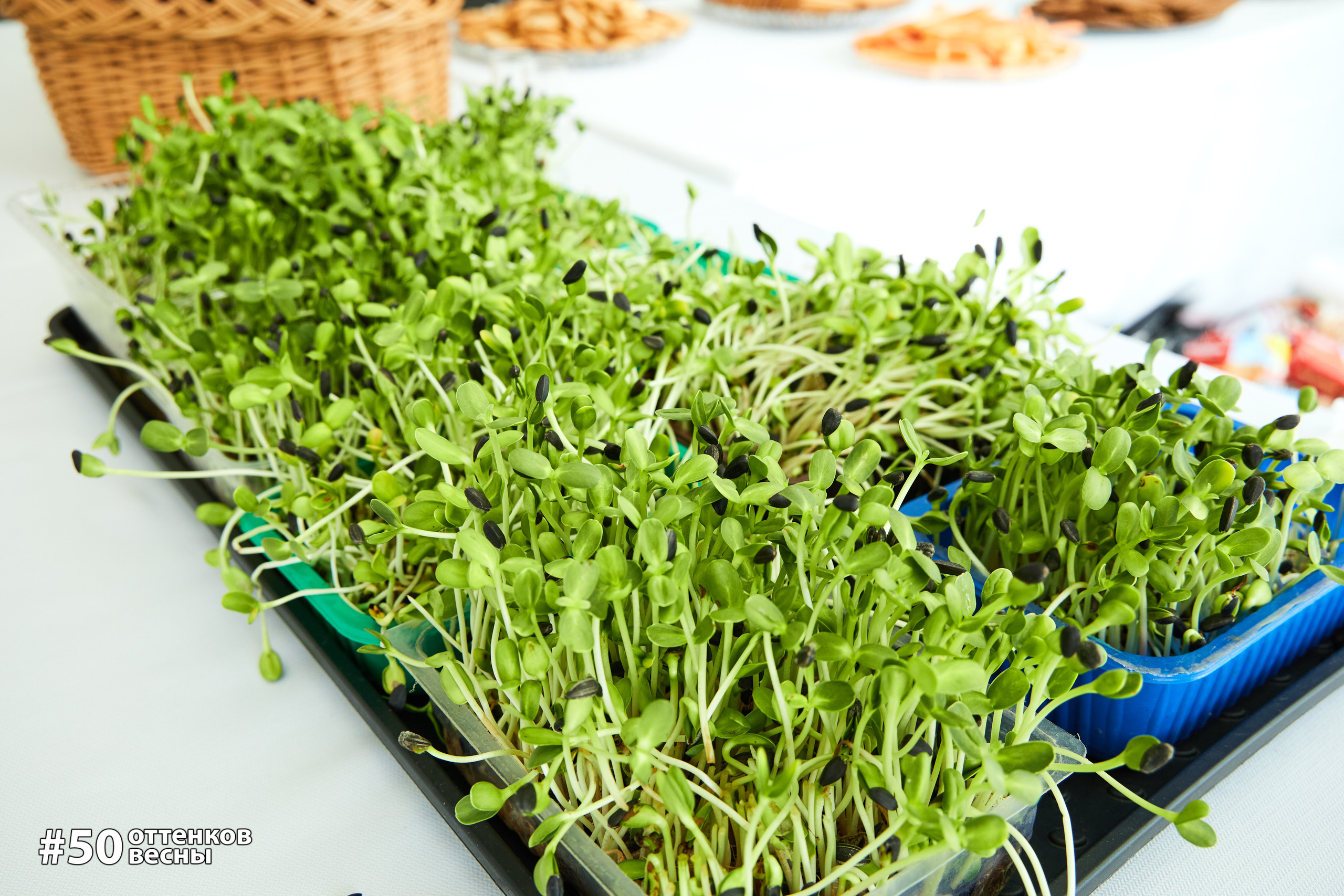 Фестиваль Трансформационных игр в Кирове. Фотограф Алексей Яковлев